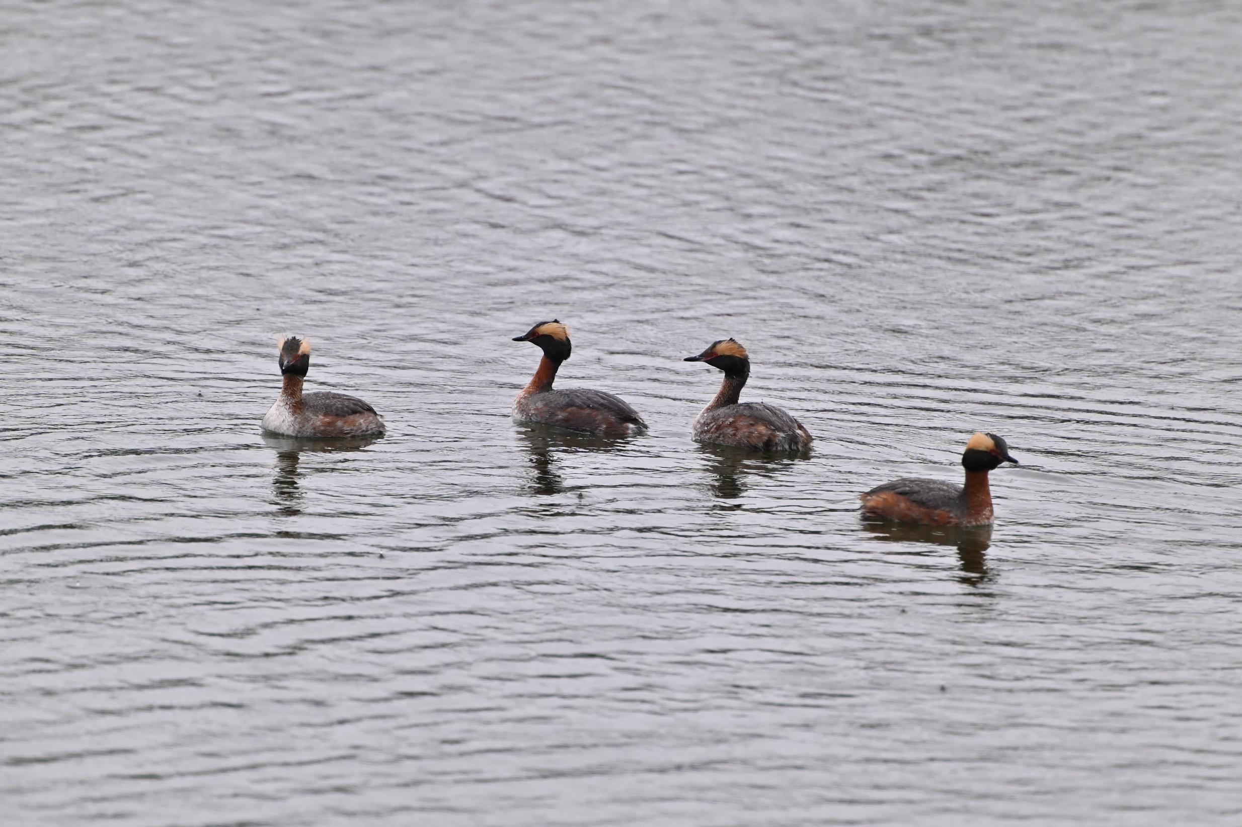 Horned Grebes