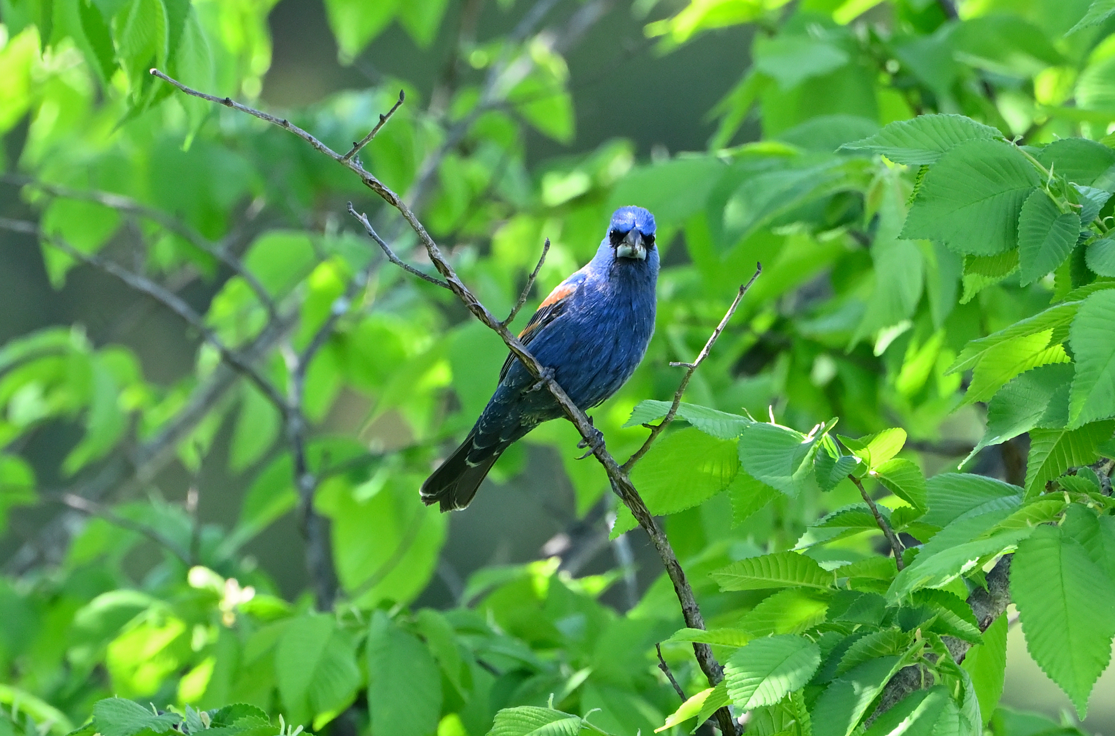 Blue Grosbeak (Male)