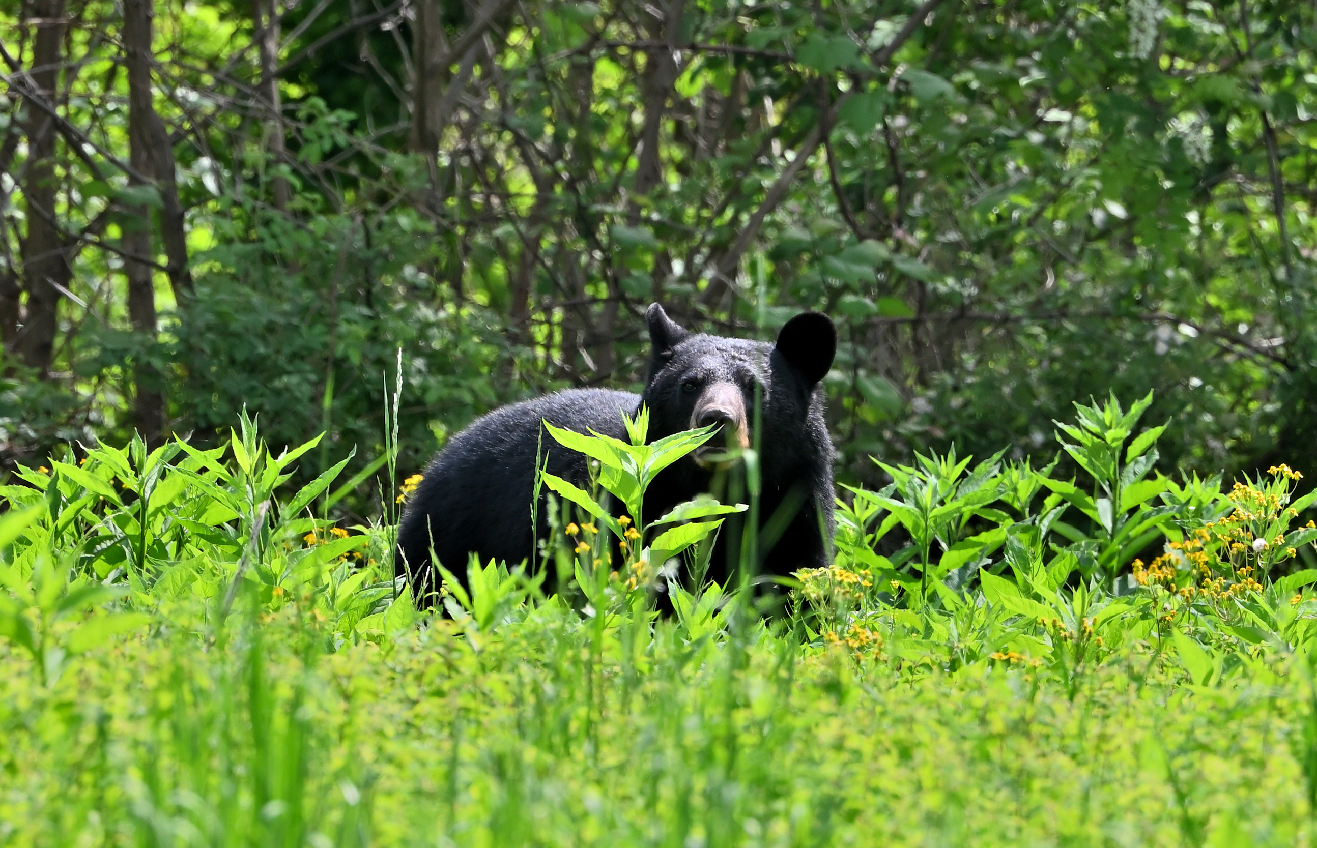 American Black Bear