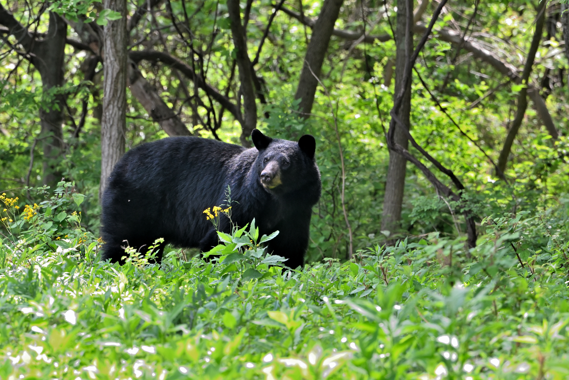 American Black Bear