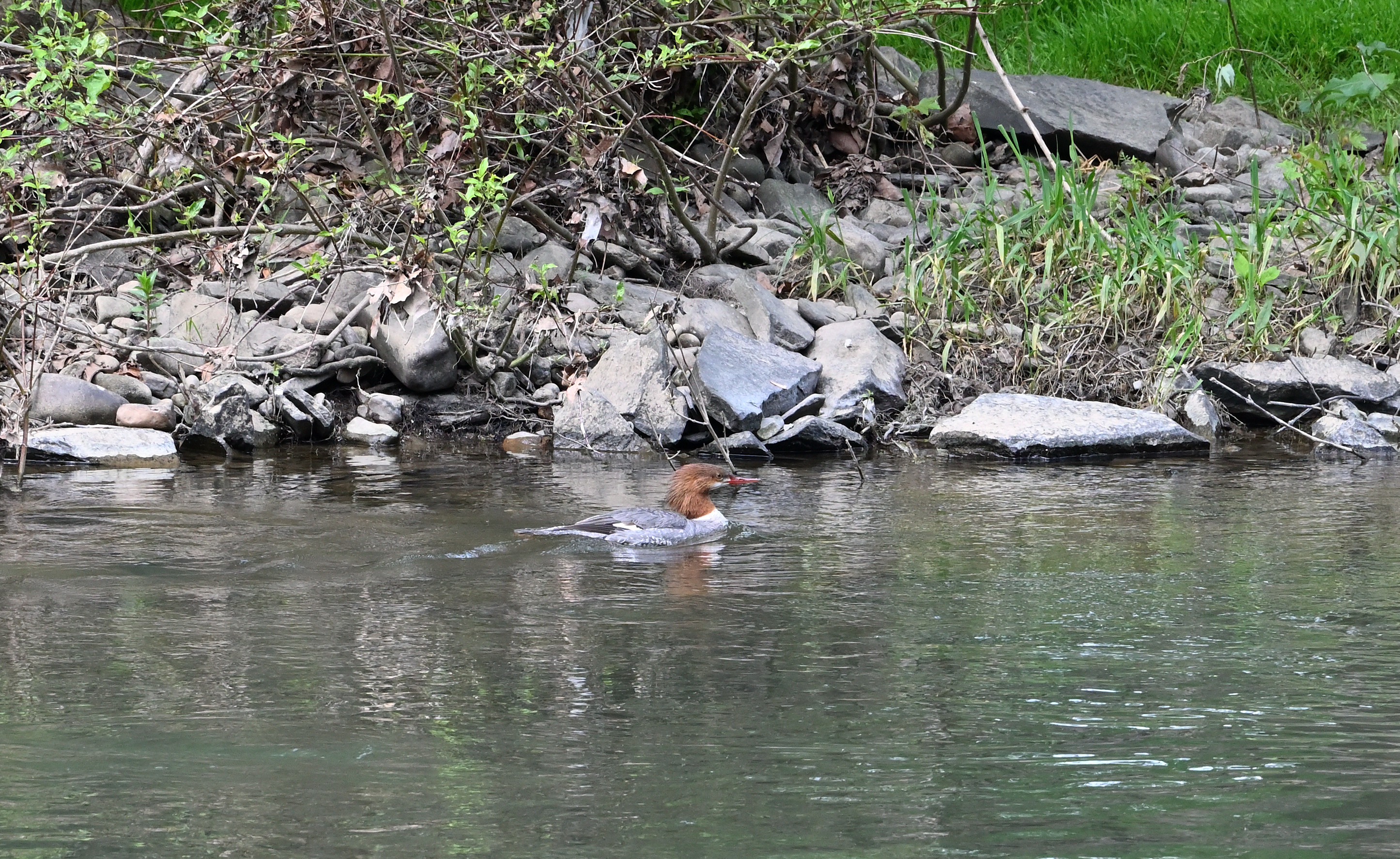 Common Merganser (Adult)