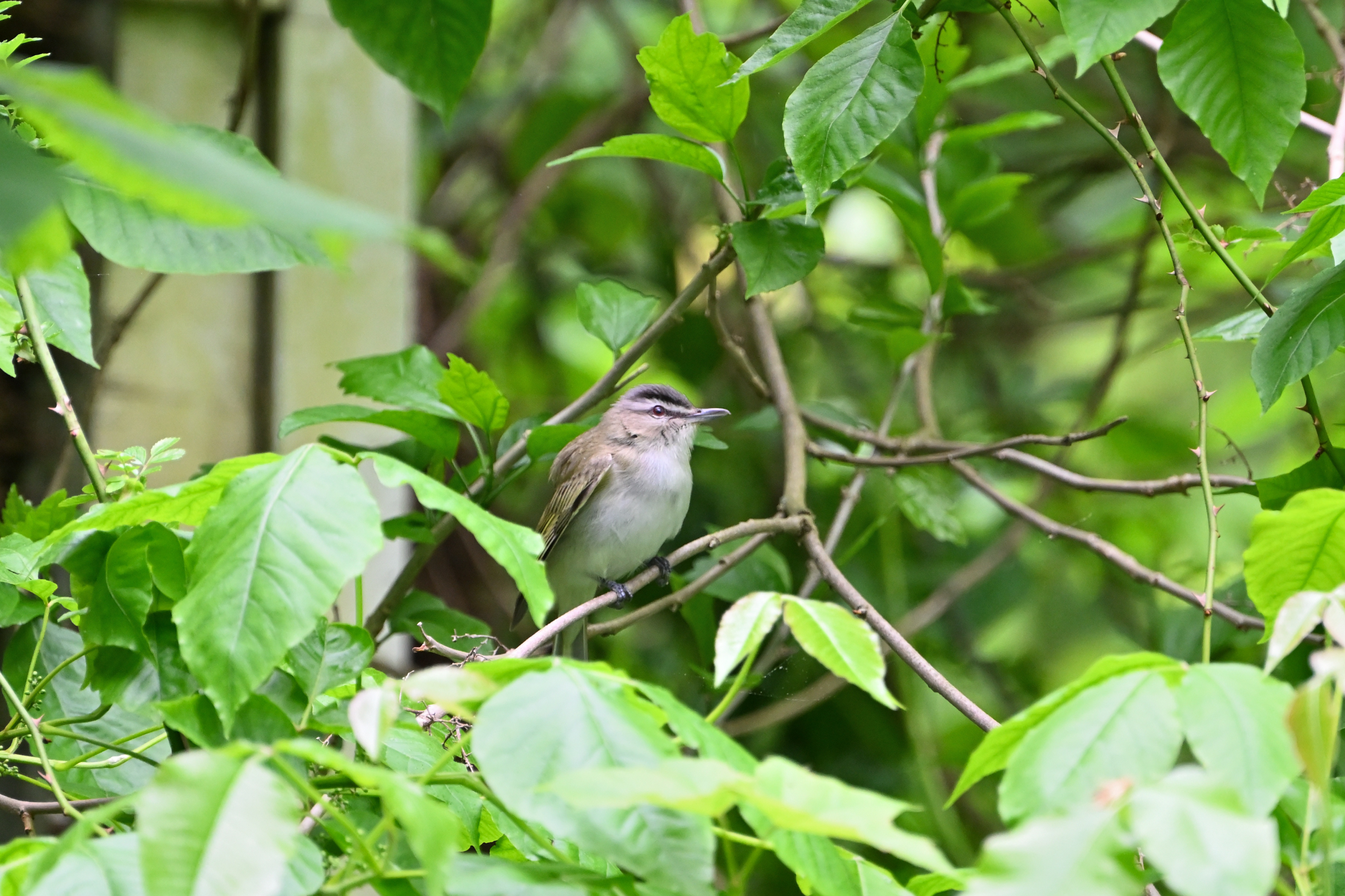Red-eyed Vireo