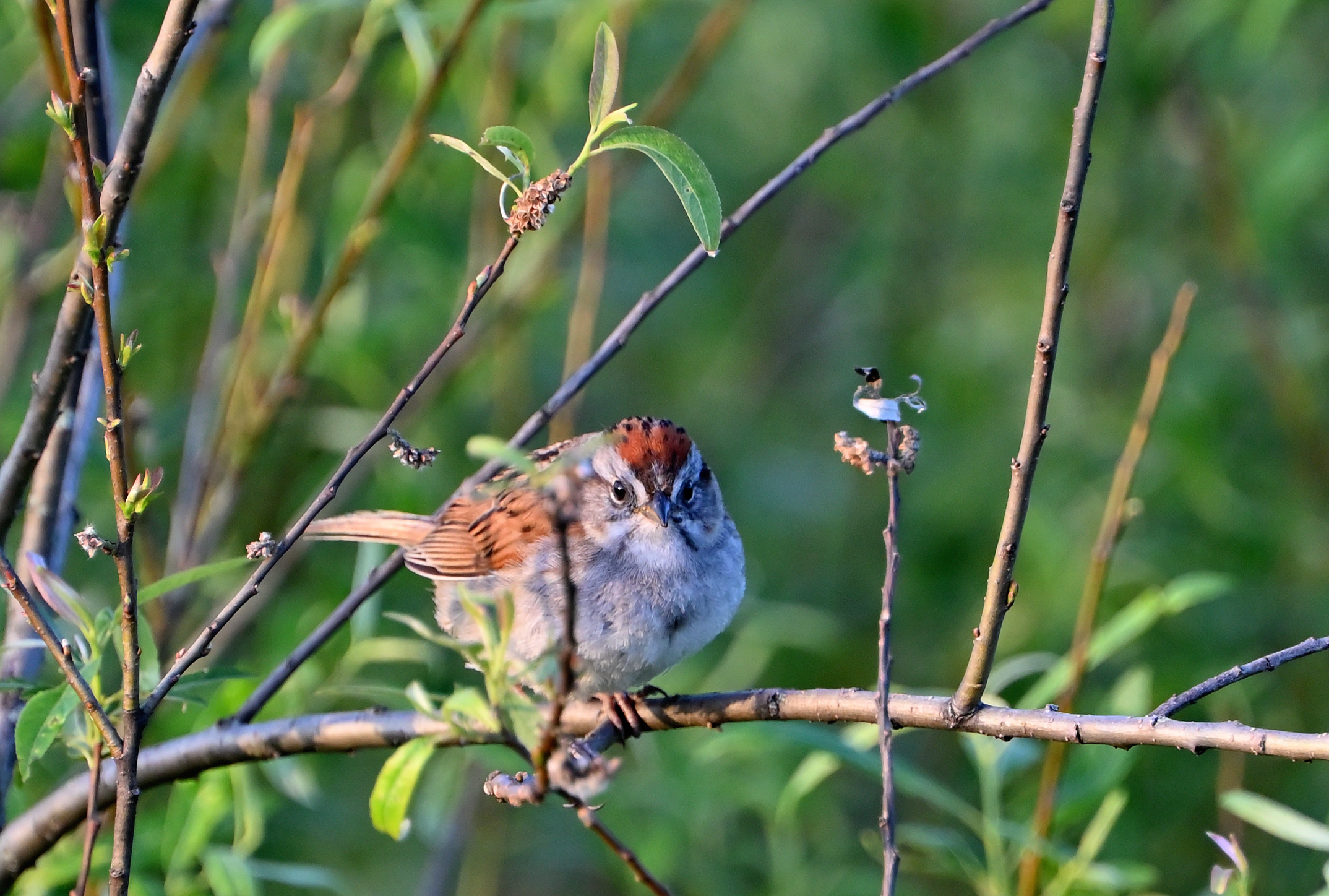 Swamp Sparrow