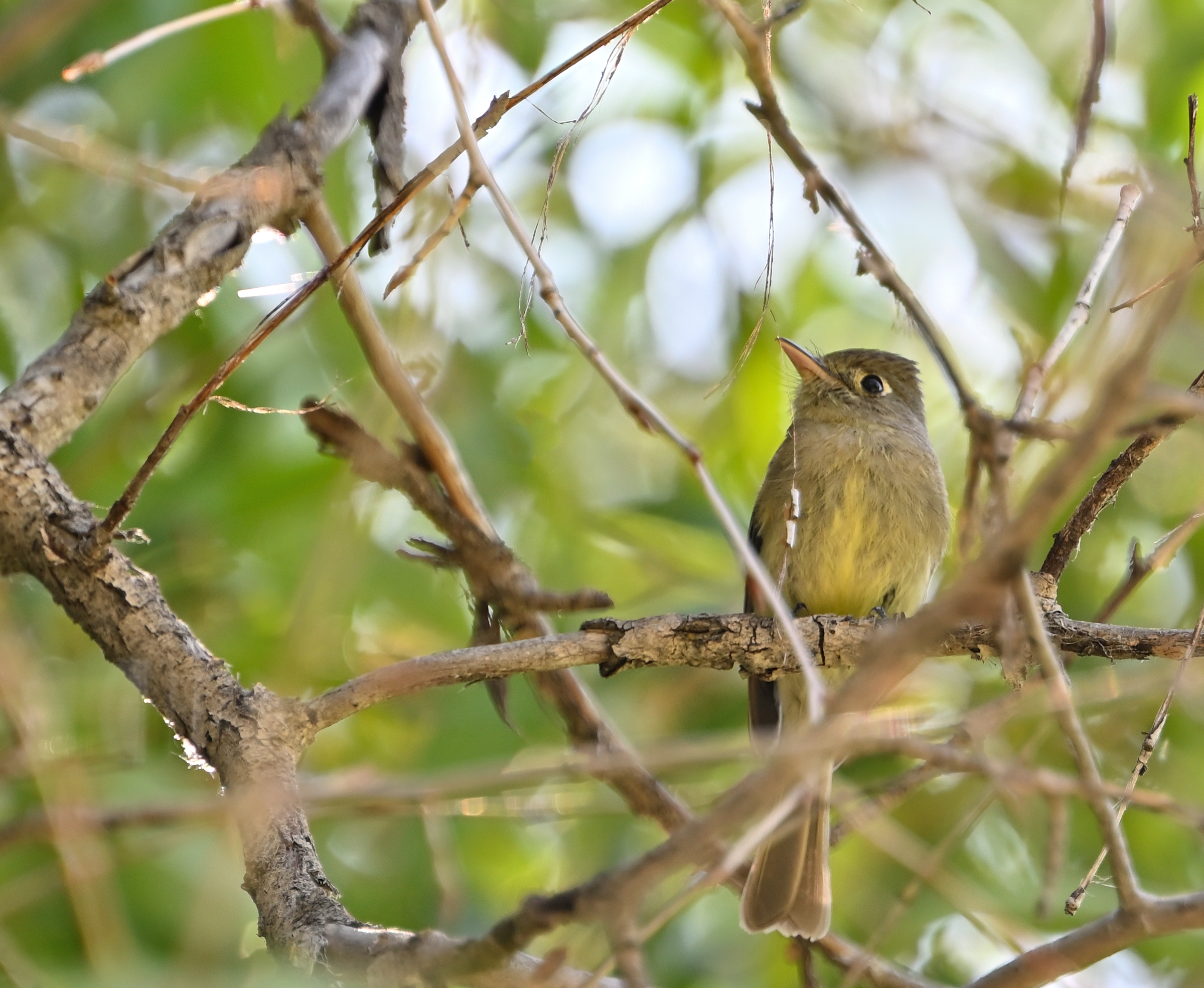 Cordilleran Flycatcher