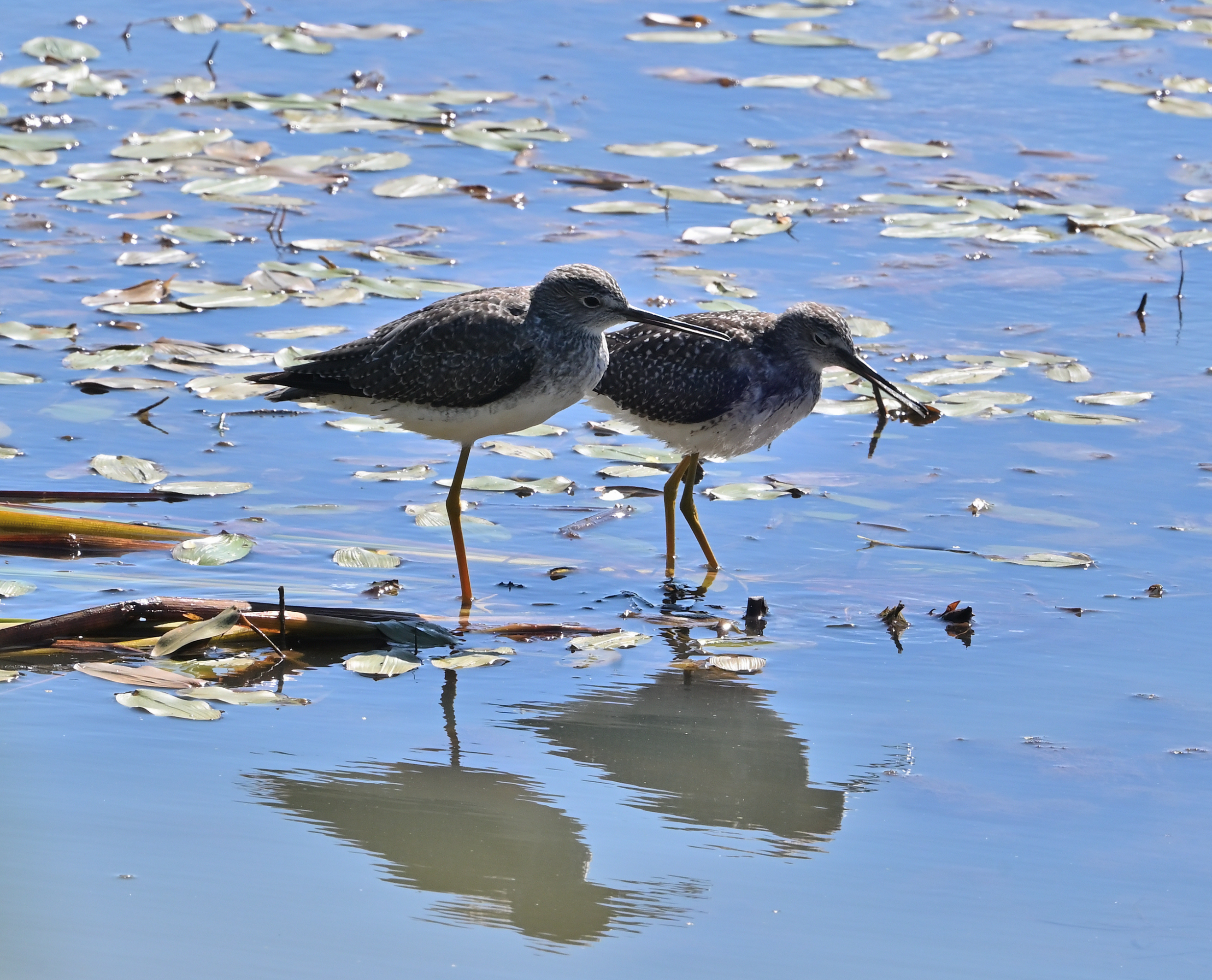 Lesser Yellowlegs