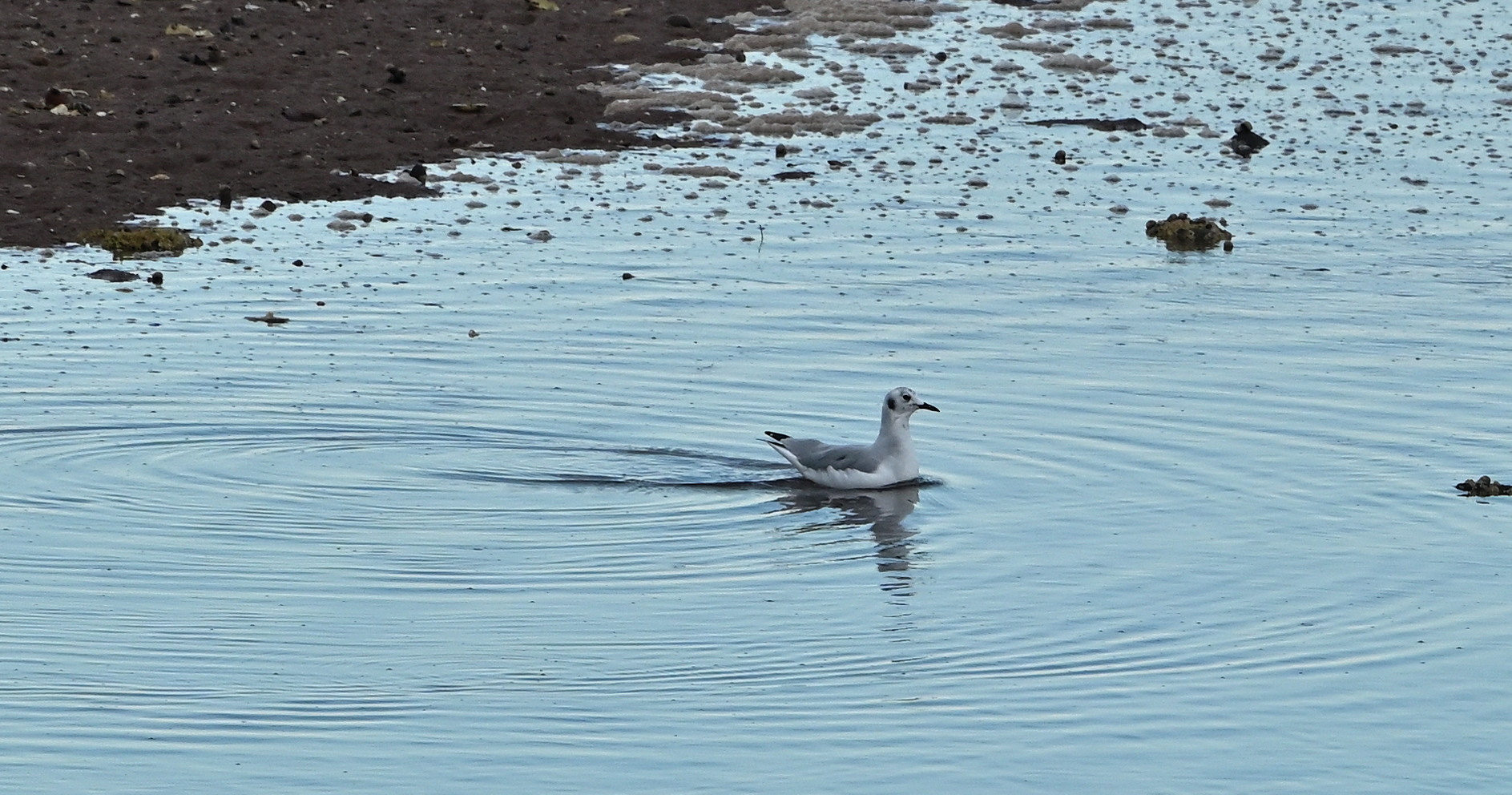 Bonapartes Gull
