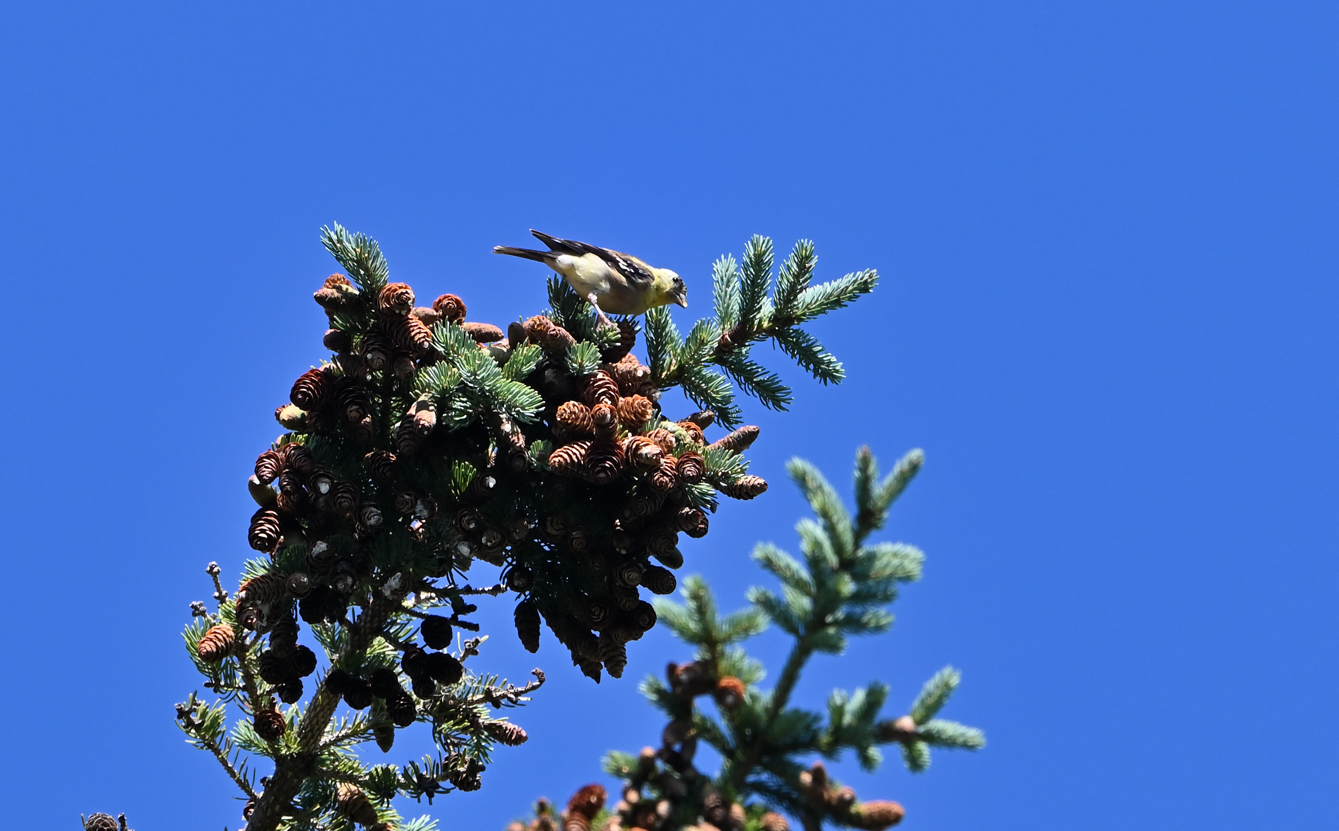 American Goldfinch
