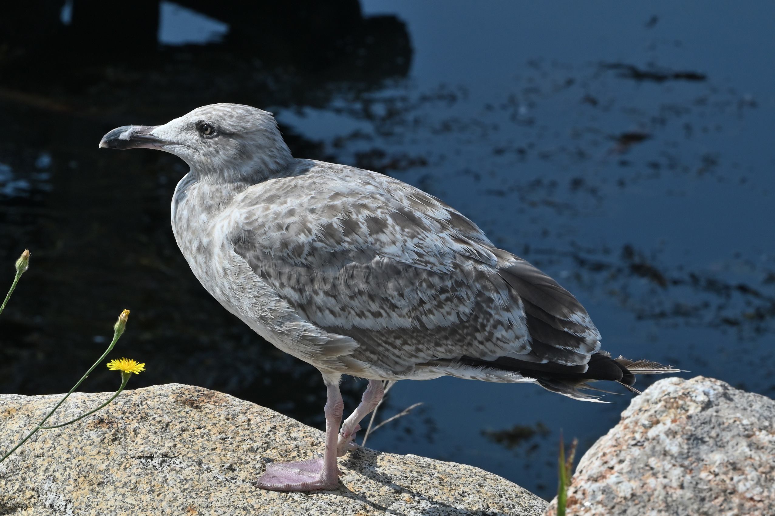 Herring Gull