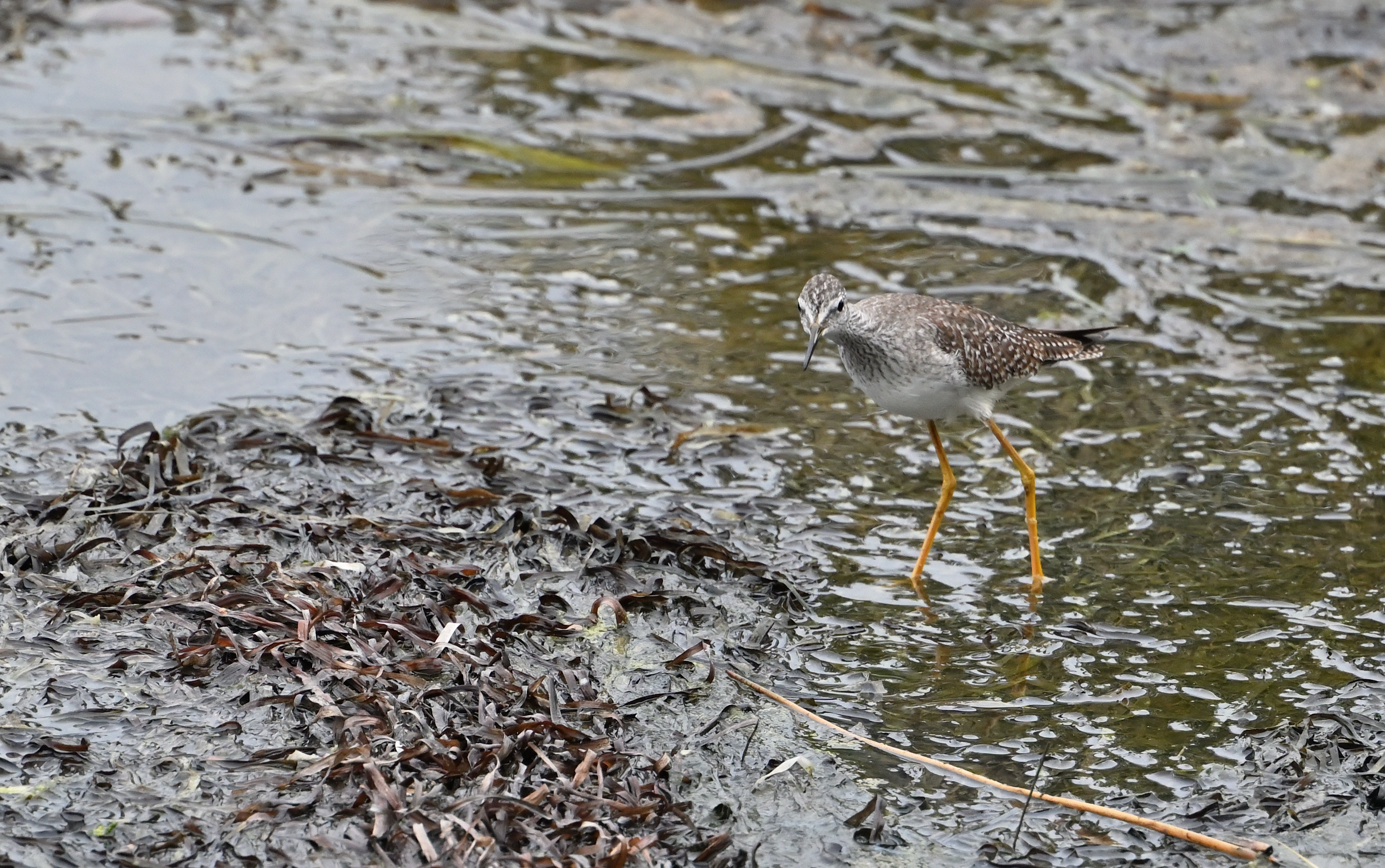 Lesser Yellowlegs