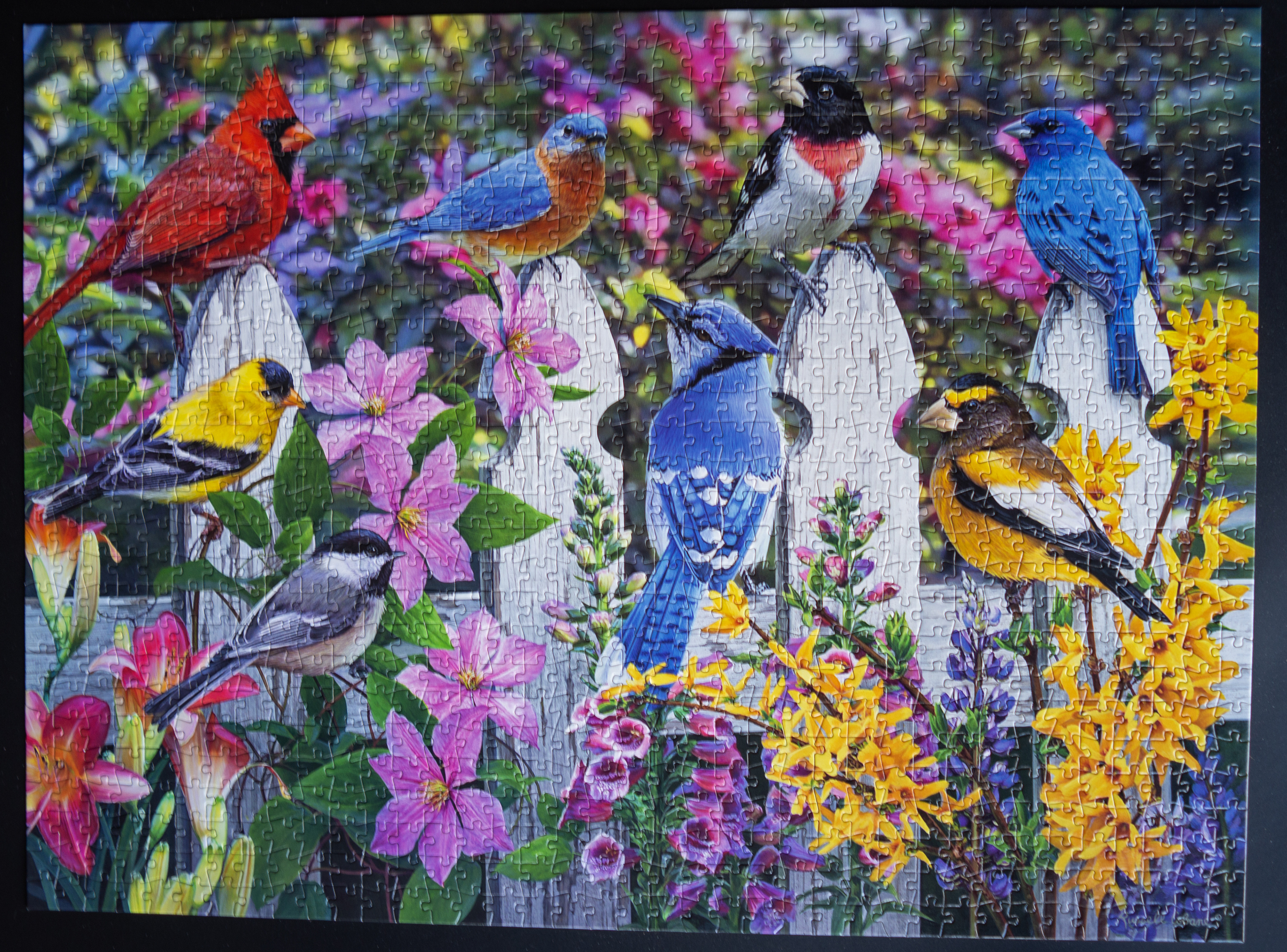 North America Songbirds