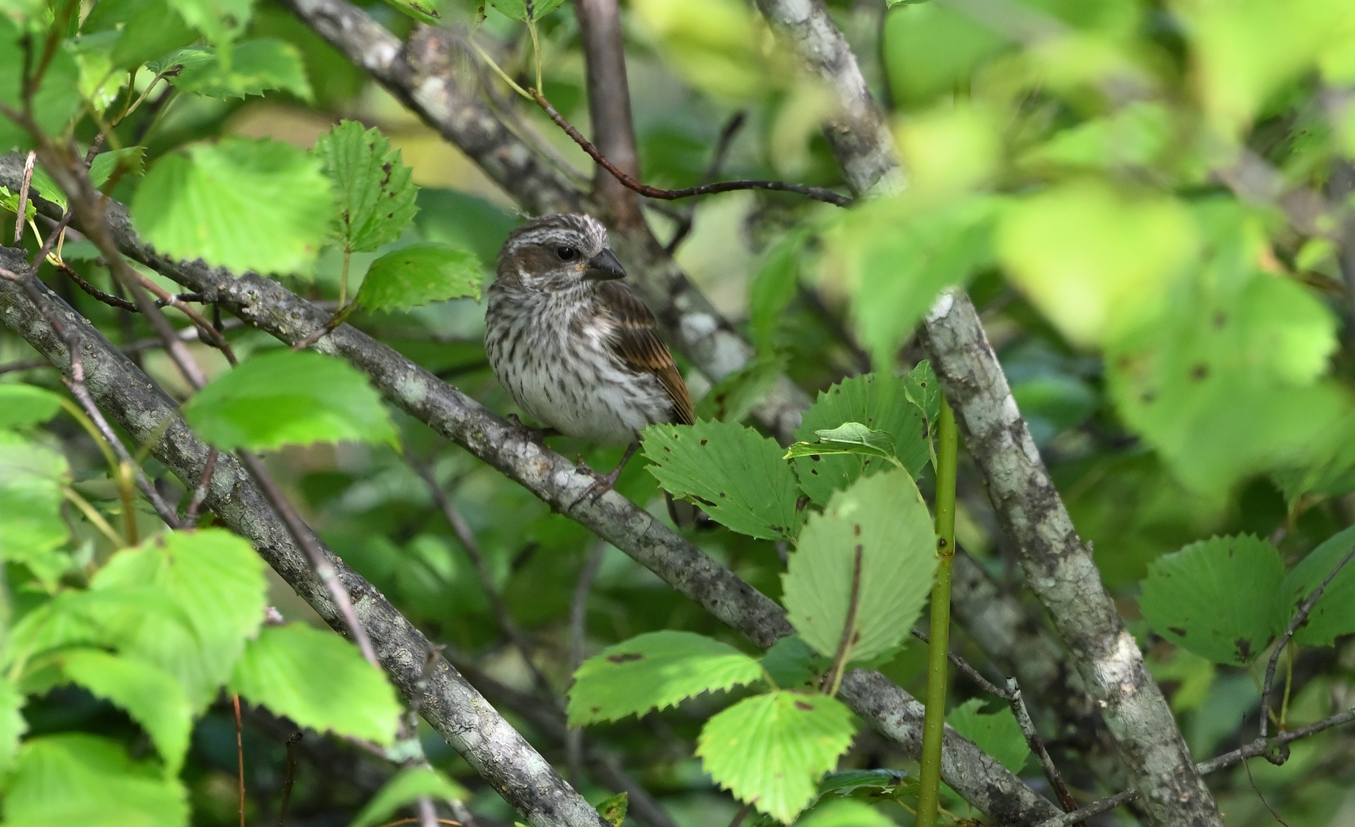 Purple Finch (Immature)