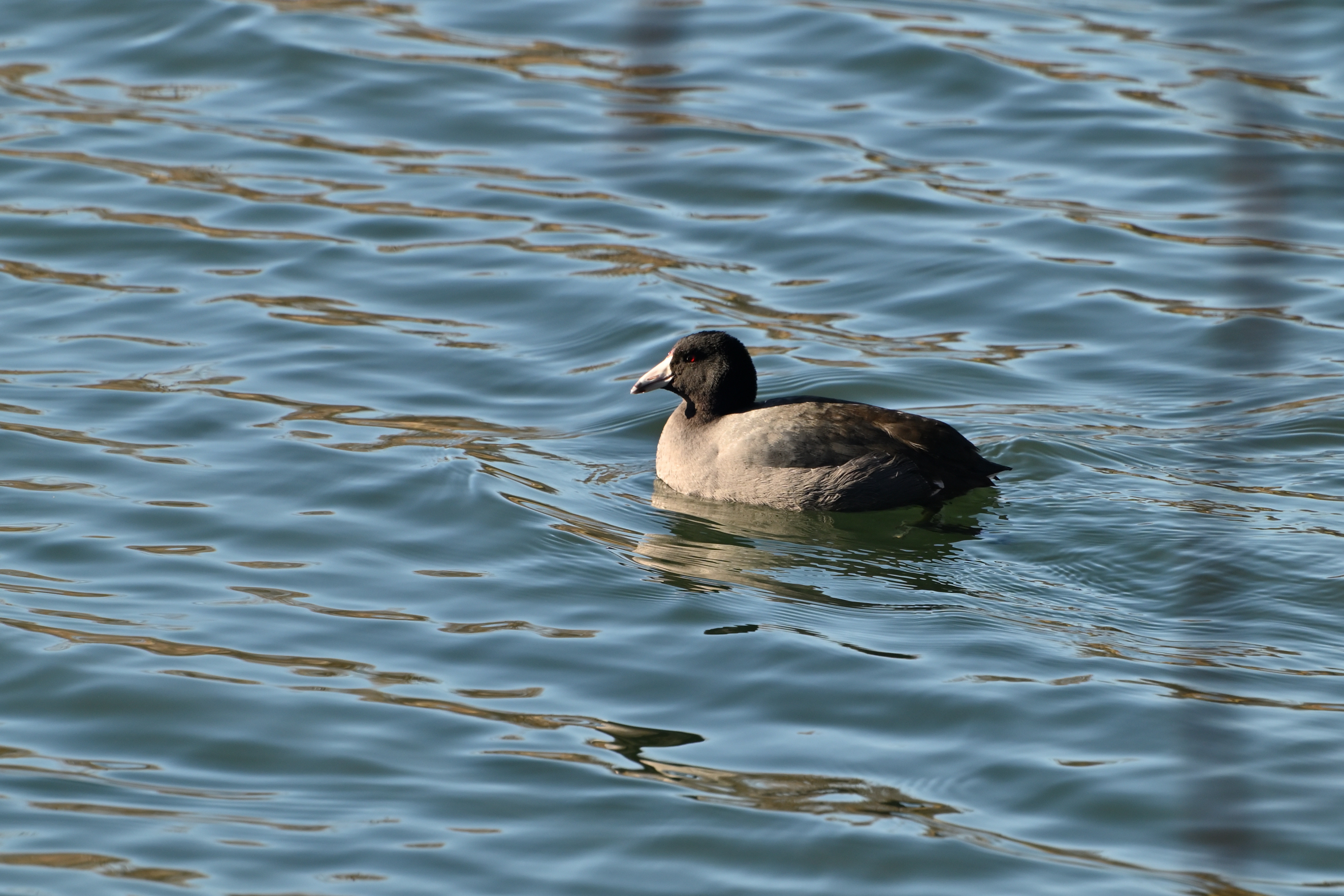 American Coot (Red-shielded)