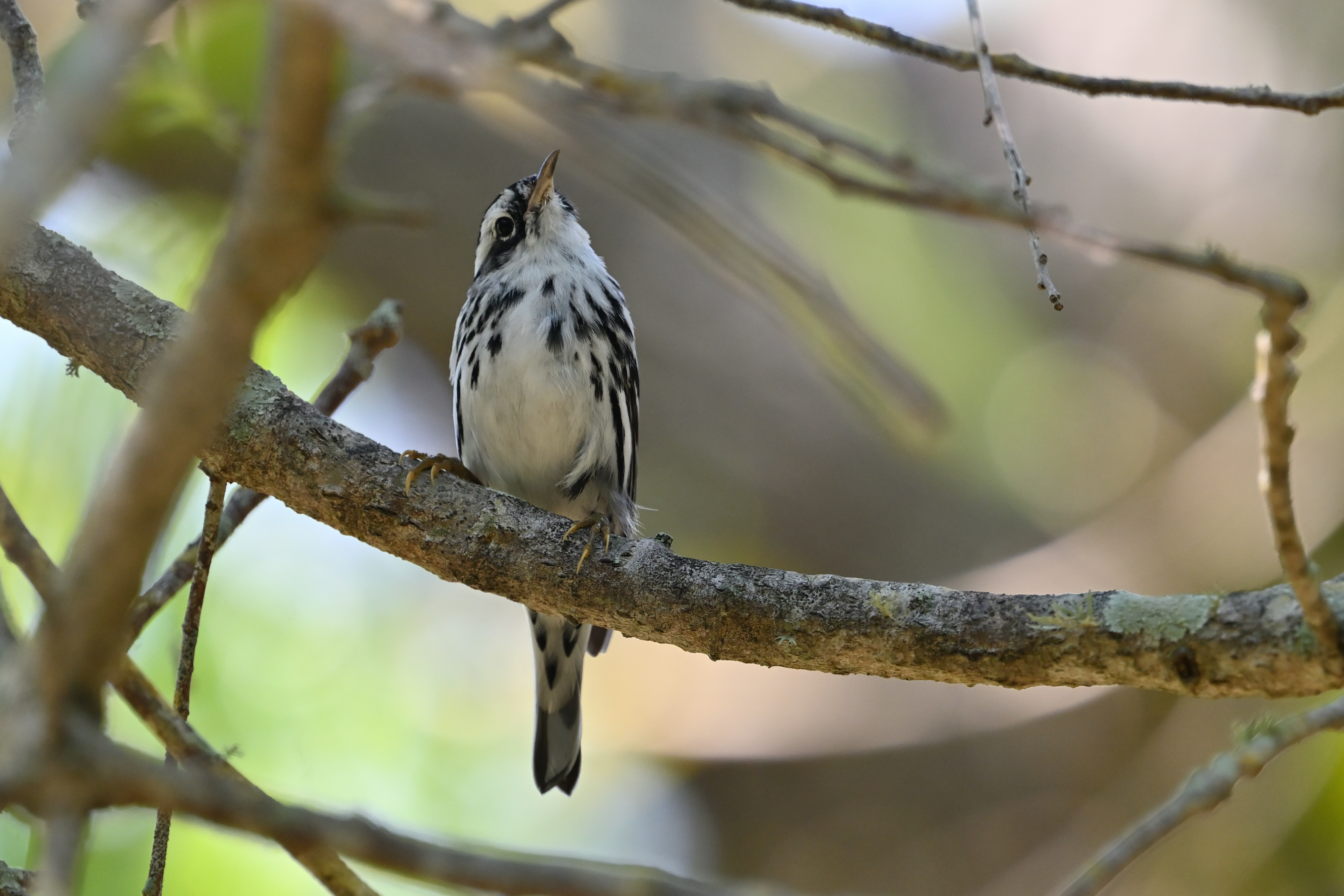 Black-and-white Warbler