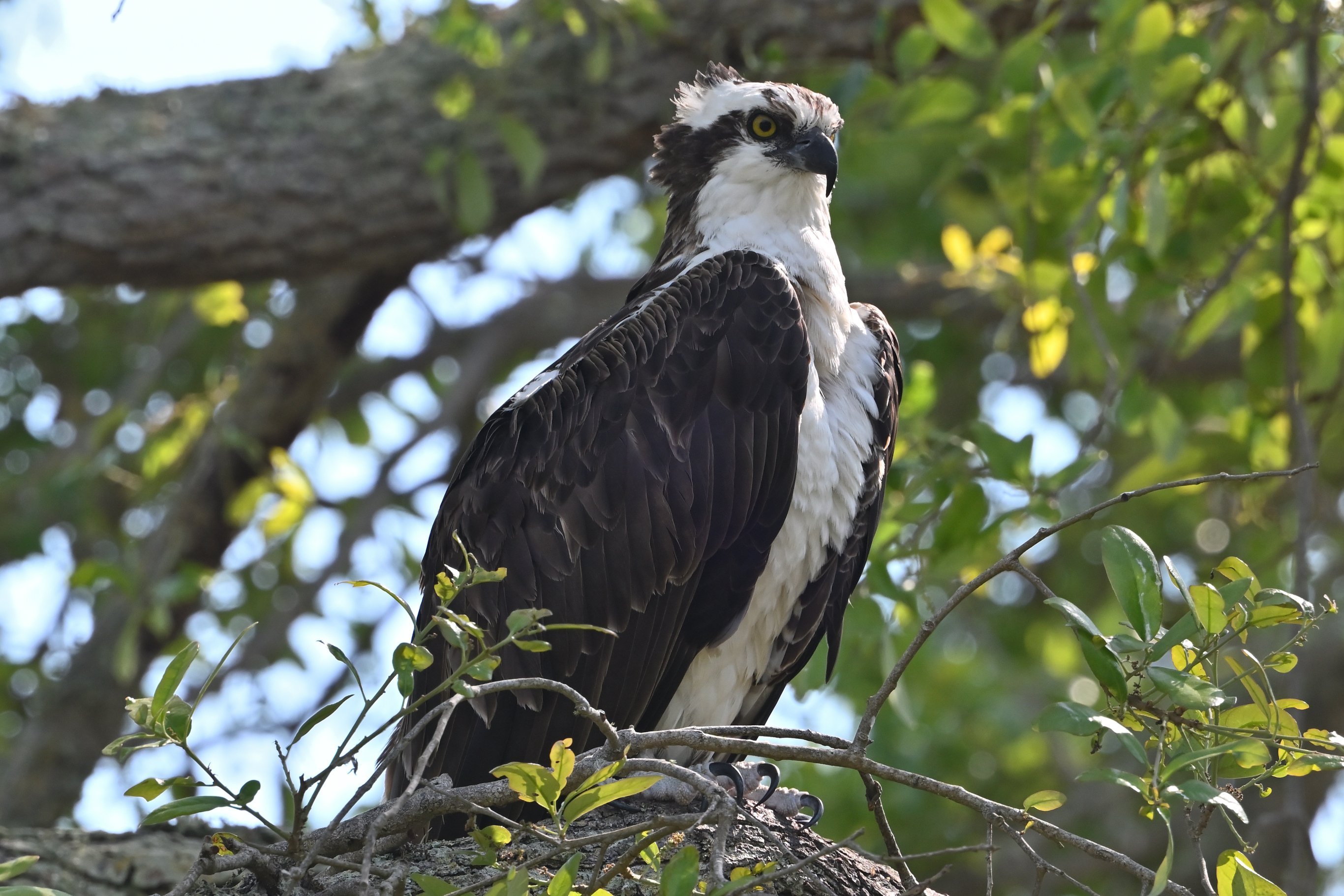 Osprey