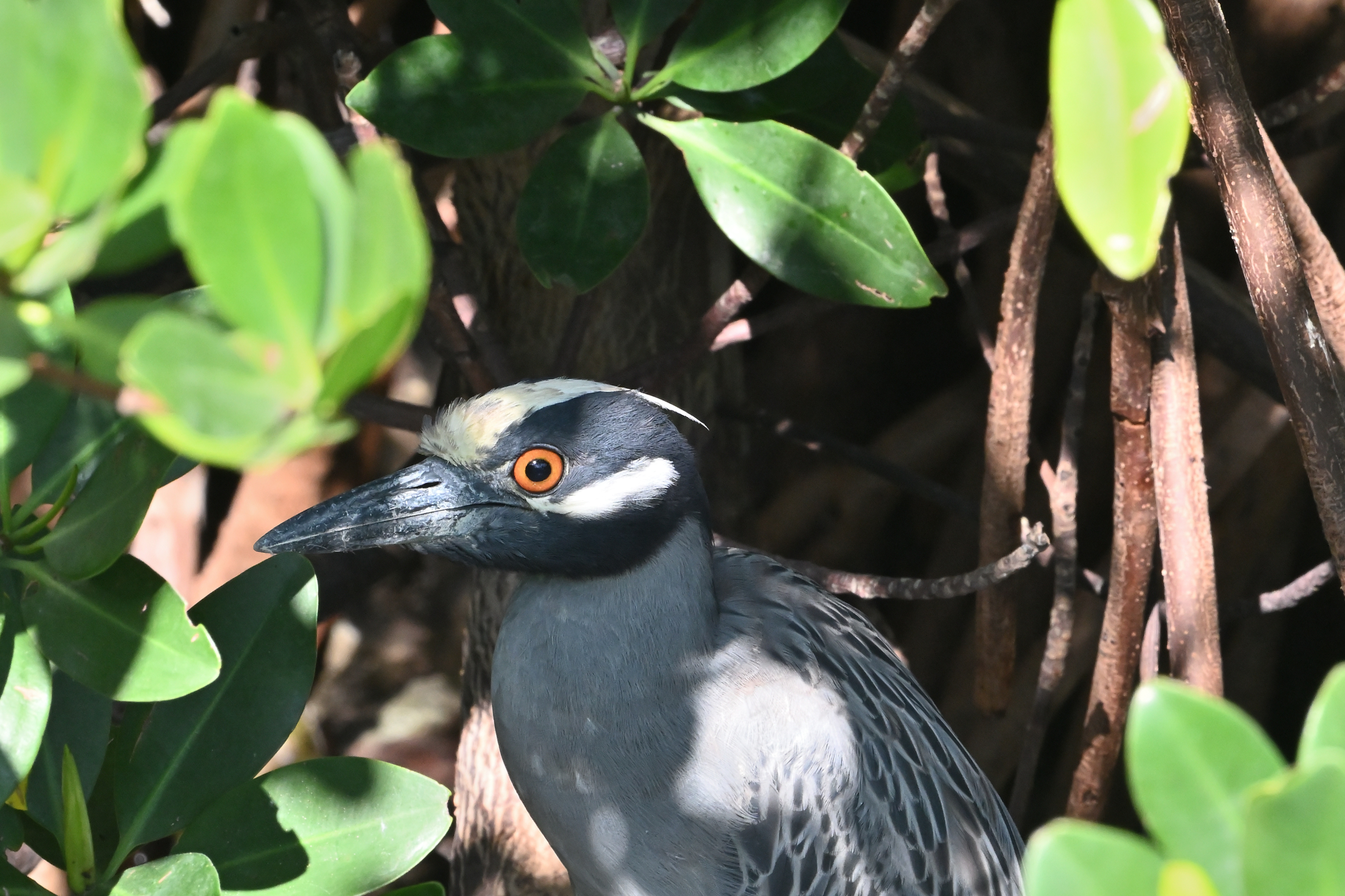 Yellow-crowned Night Heron