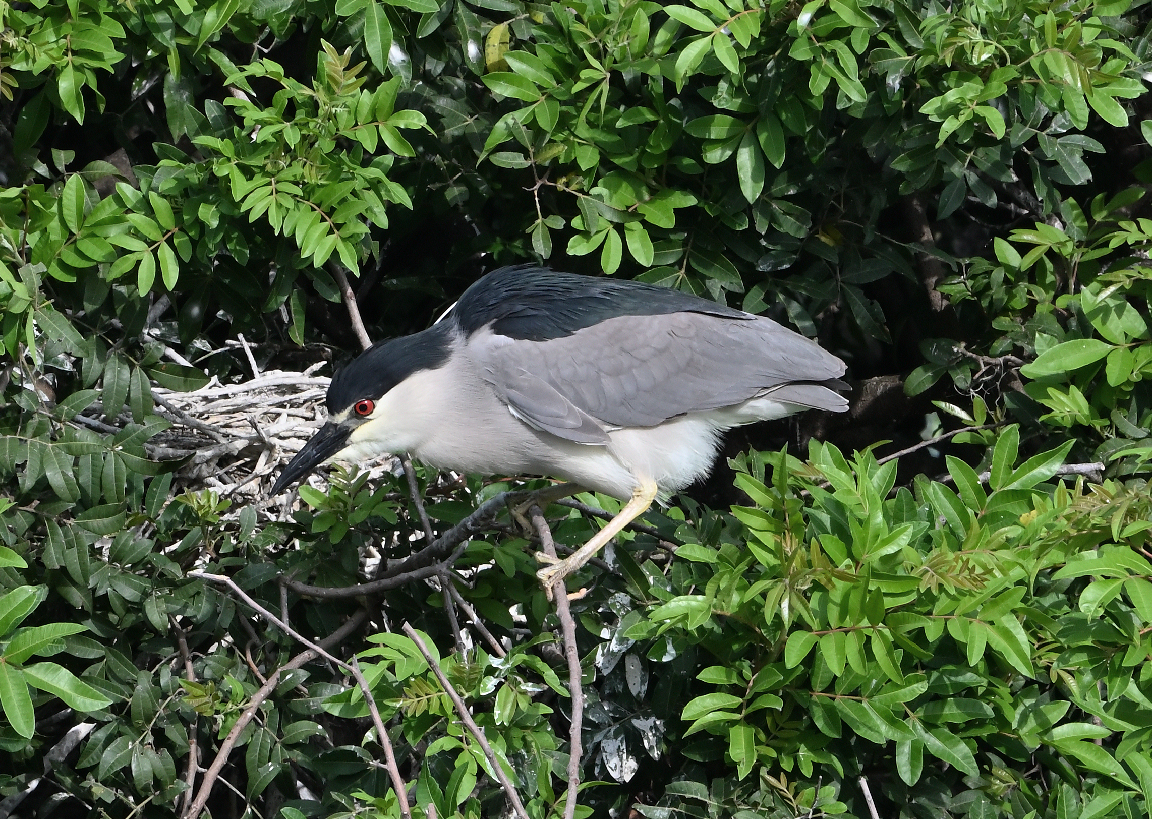 Black-crowned Night Heron