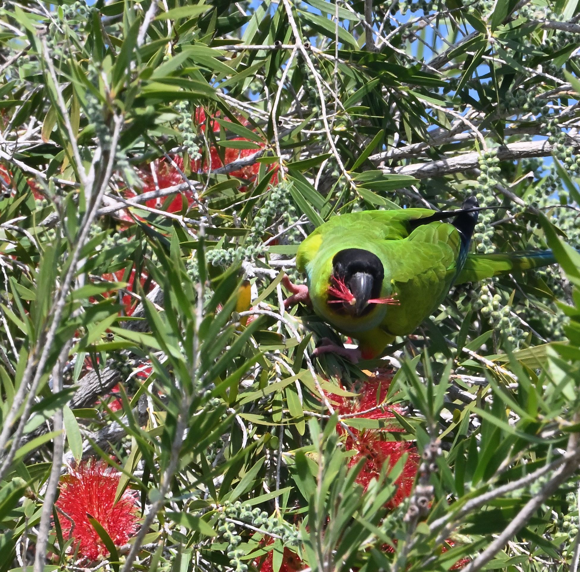 Nanday Parakeets