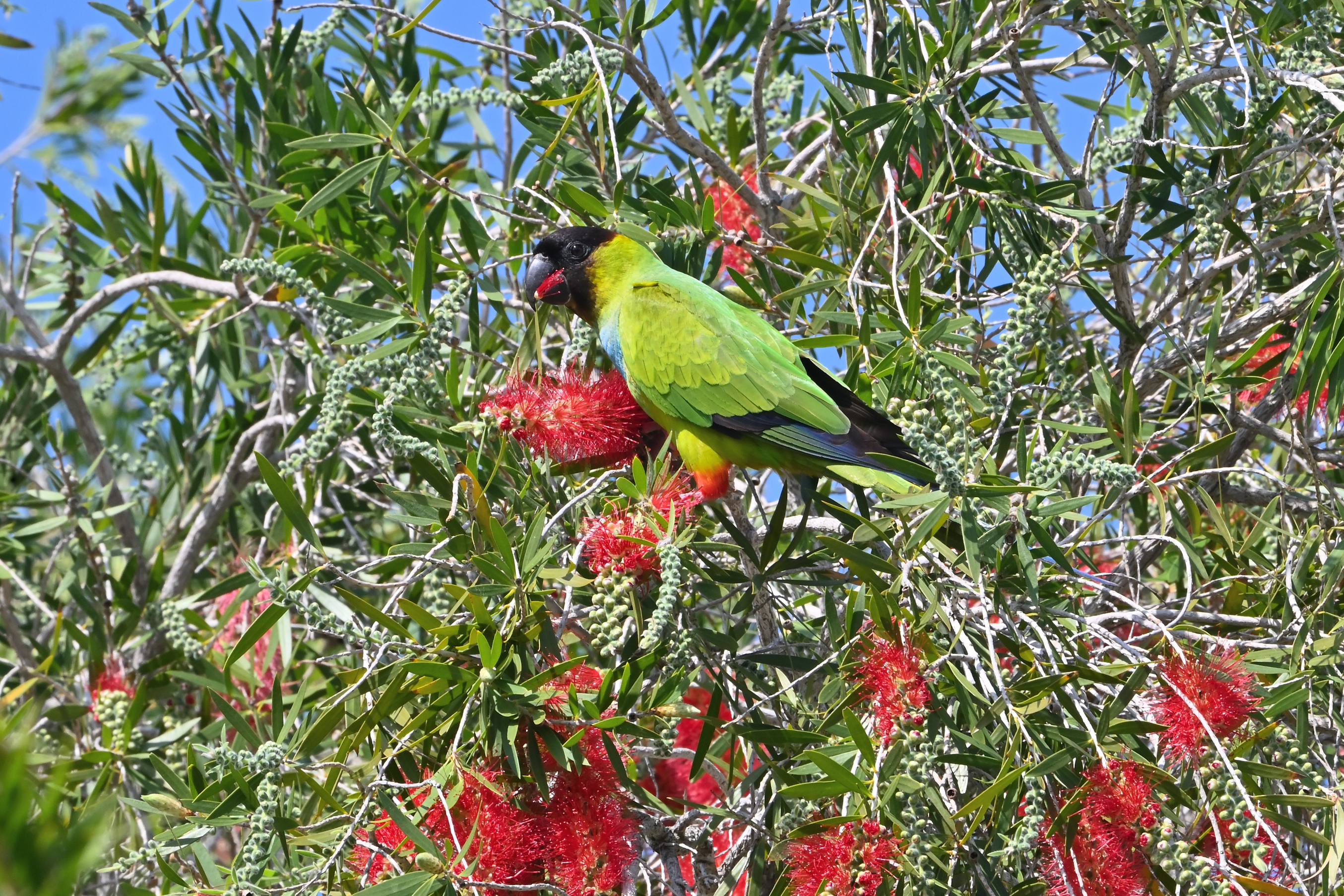 Nanday Parakeets