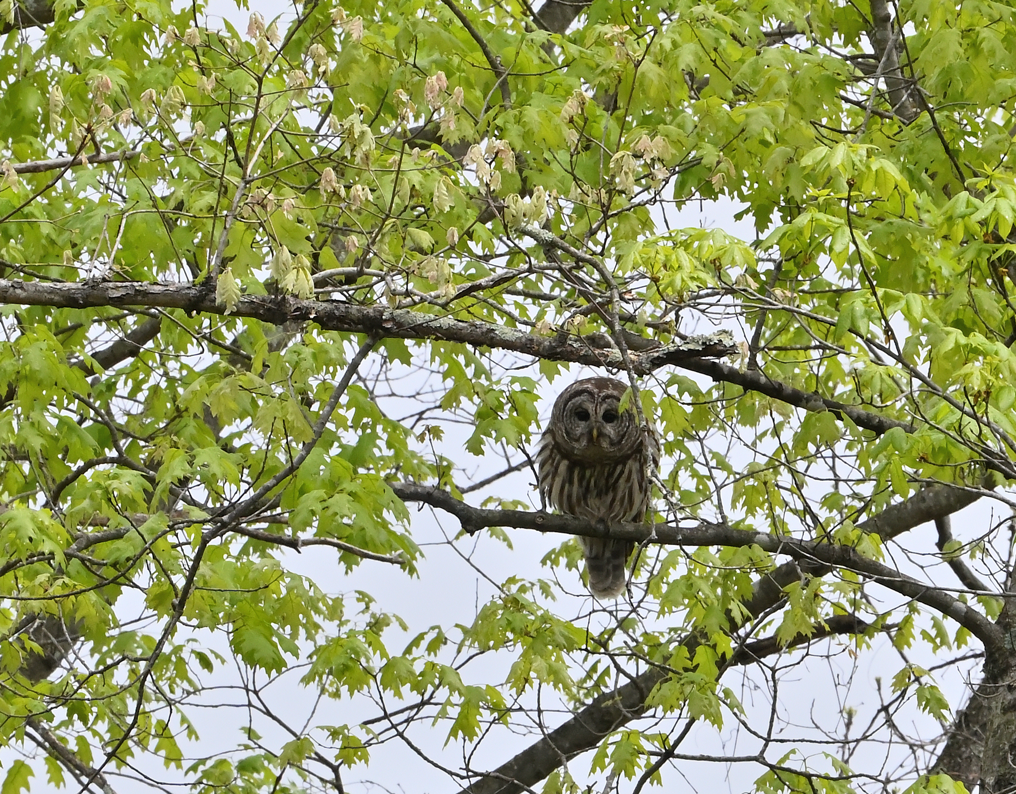 Barred Owl
