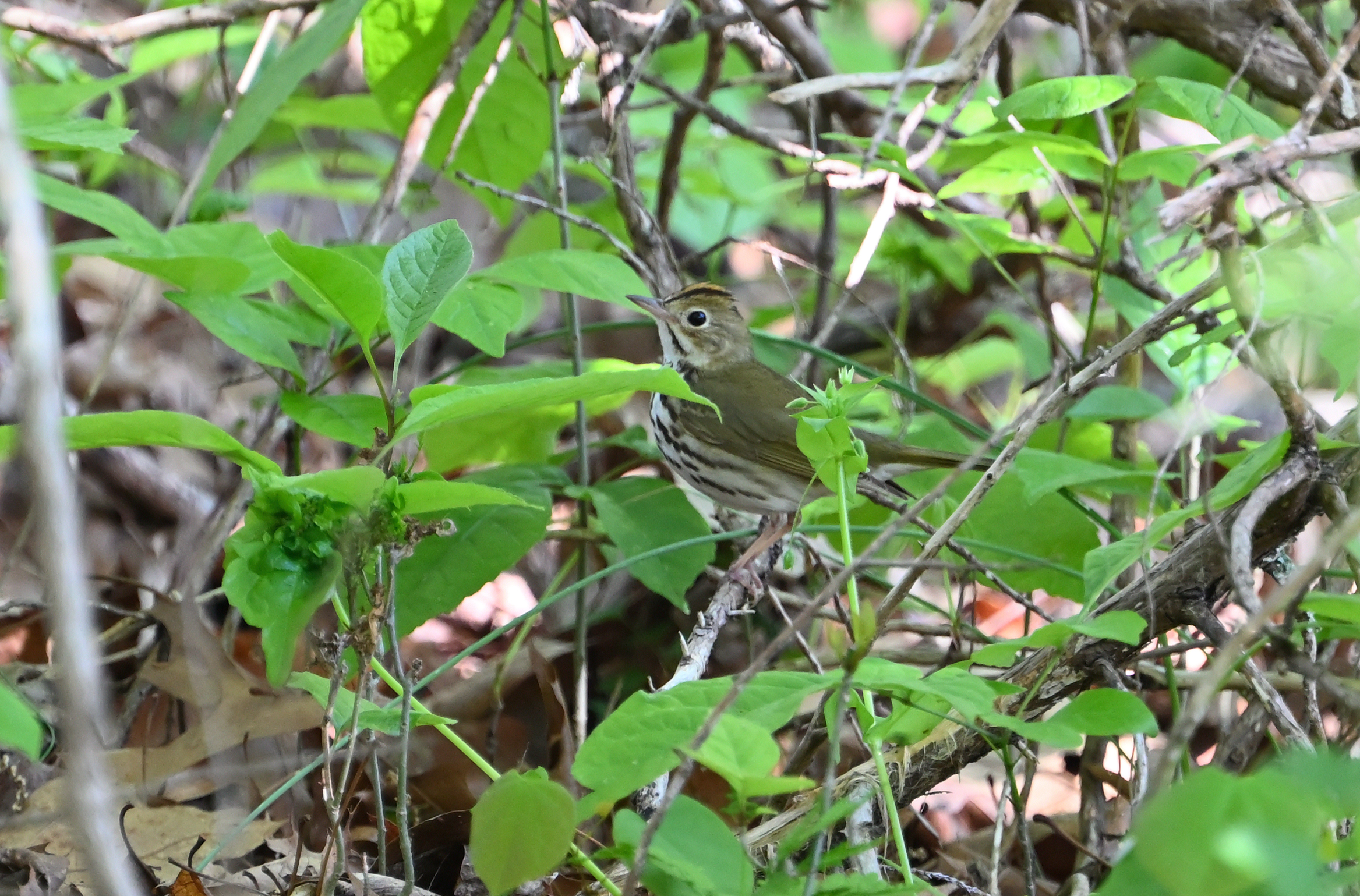 Ovenbird