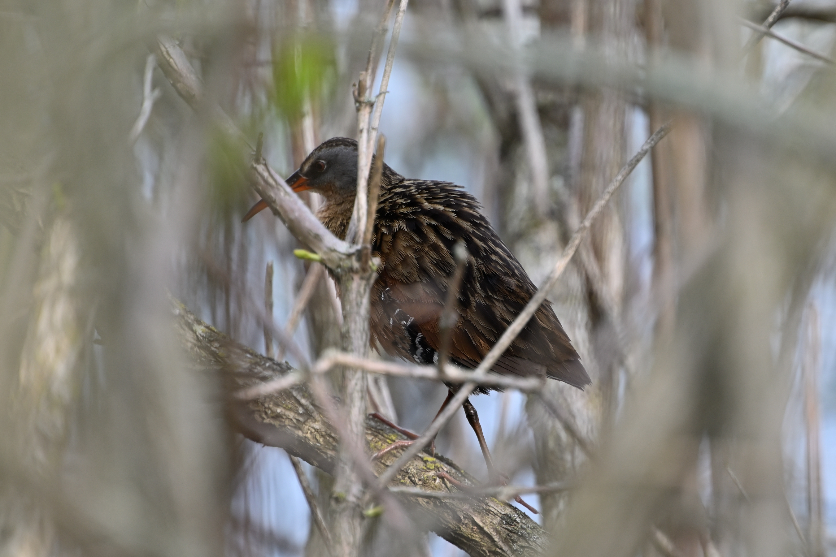 Virginia Rail
