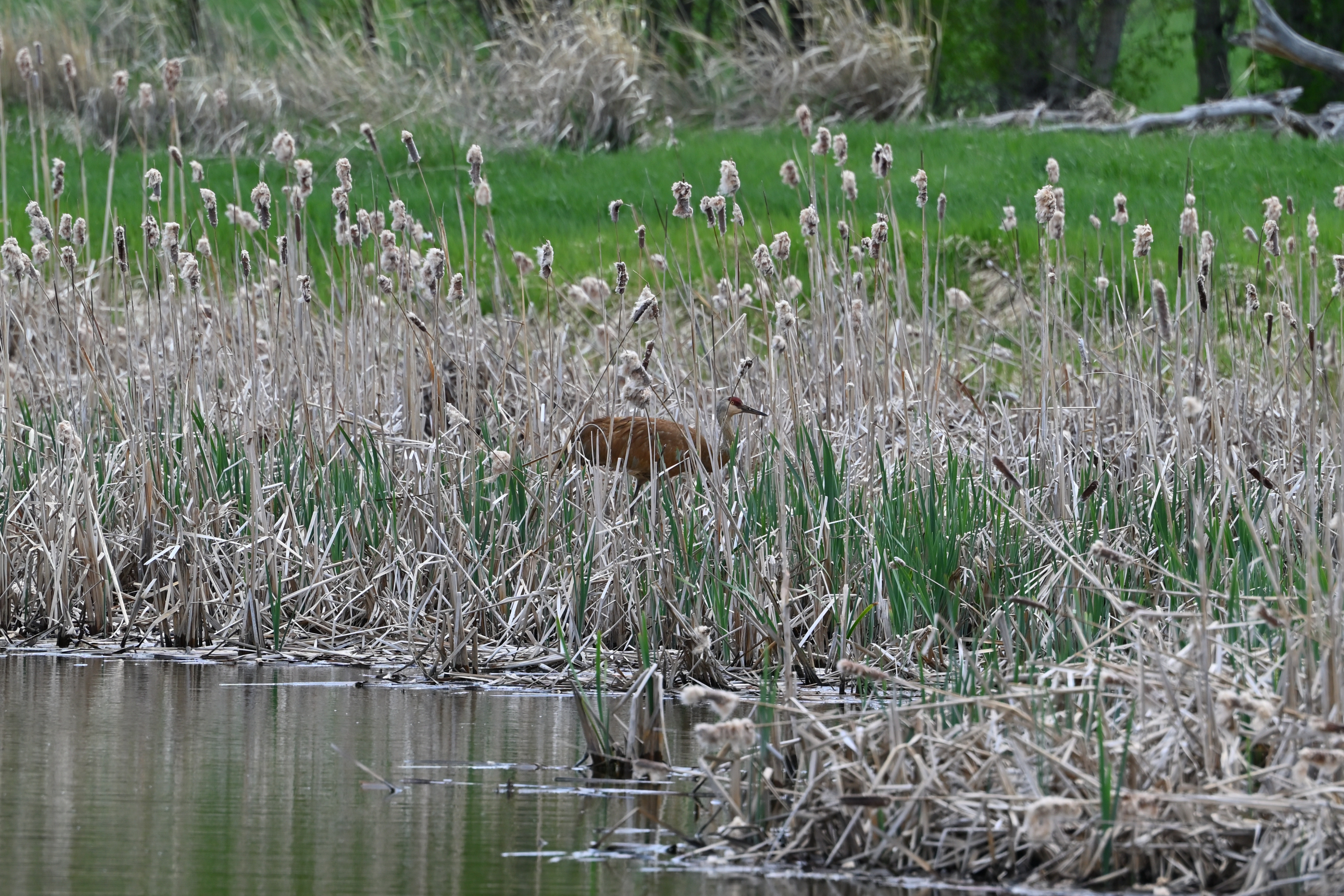 Sandhill Crane