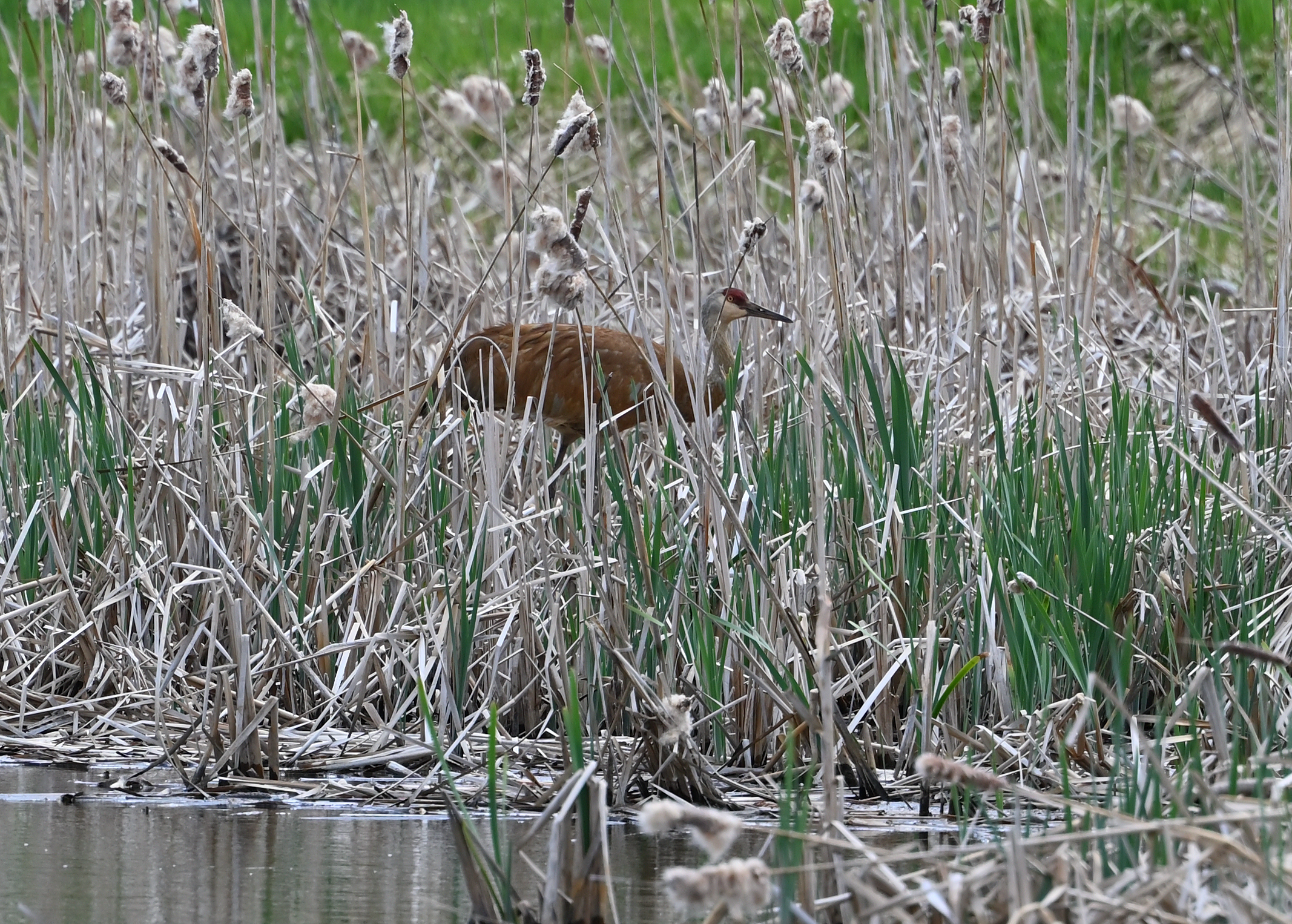 Sandhill Crane