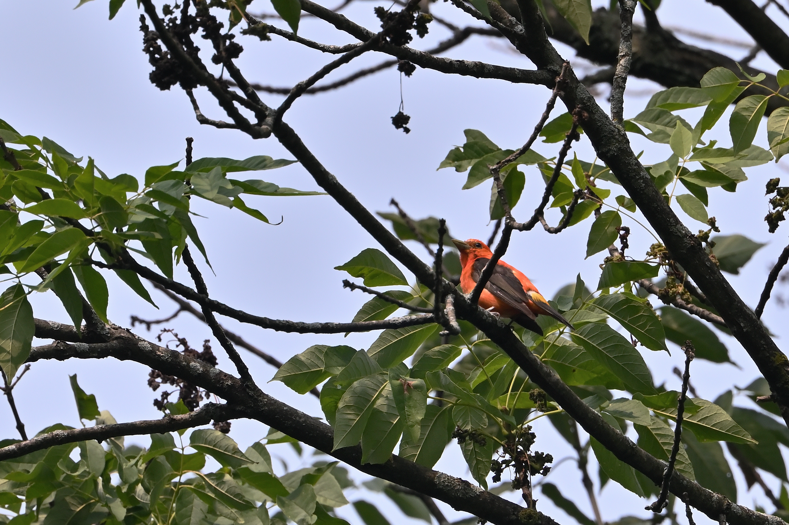 Scarlet Tanager (M)