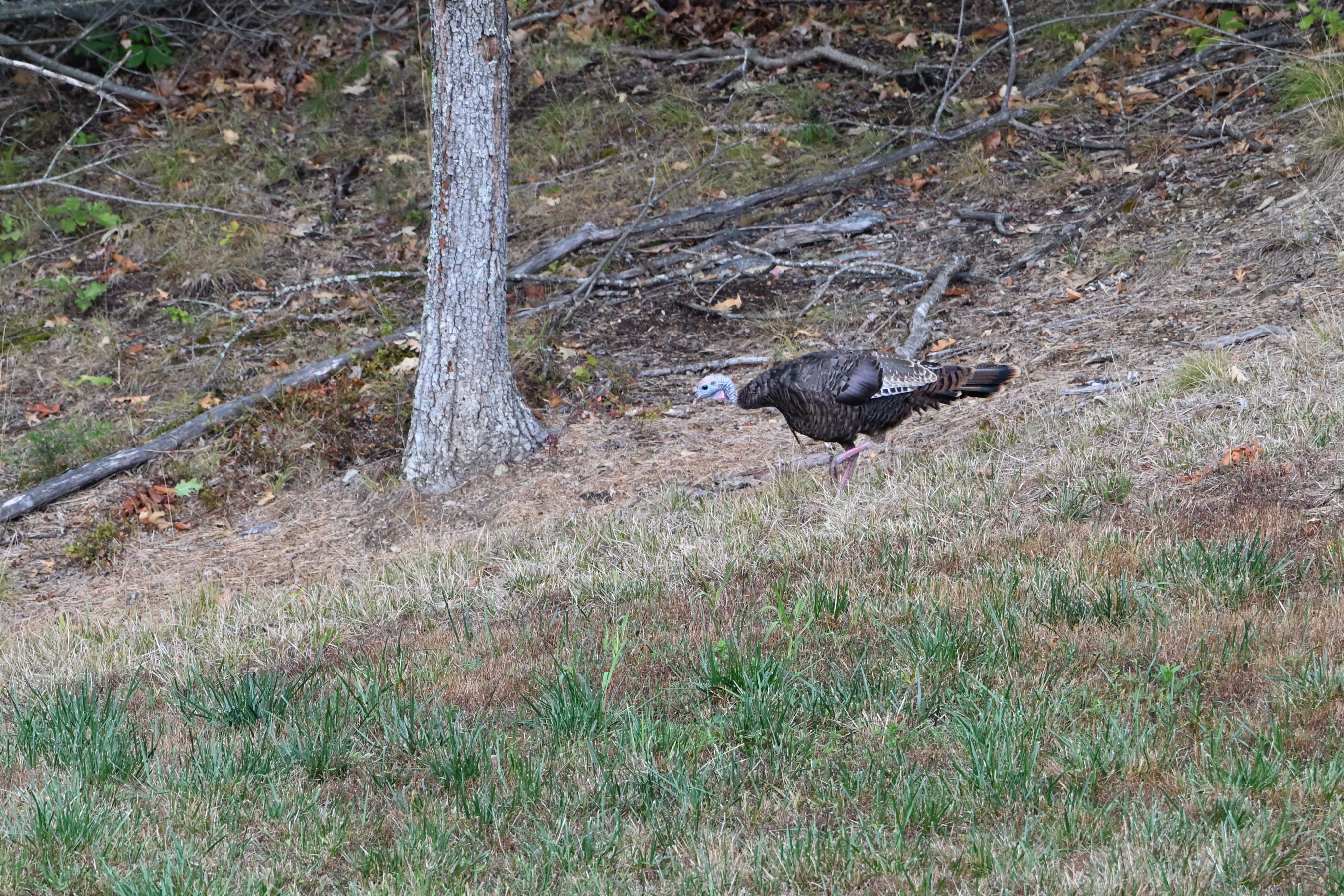 Wild Turkey