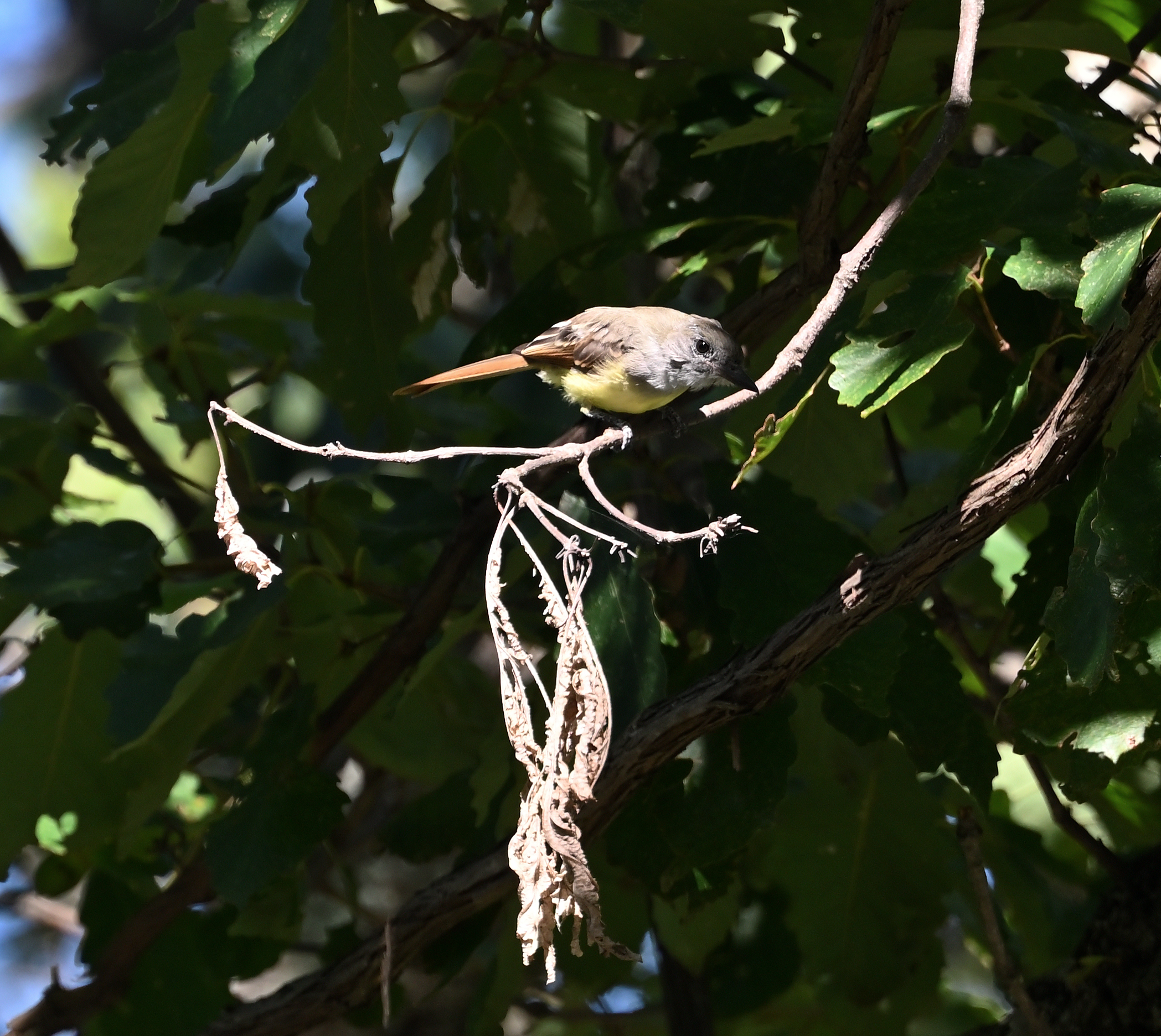 Great-creasted Flycatcher