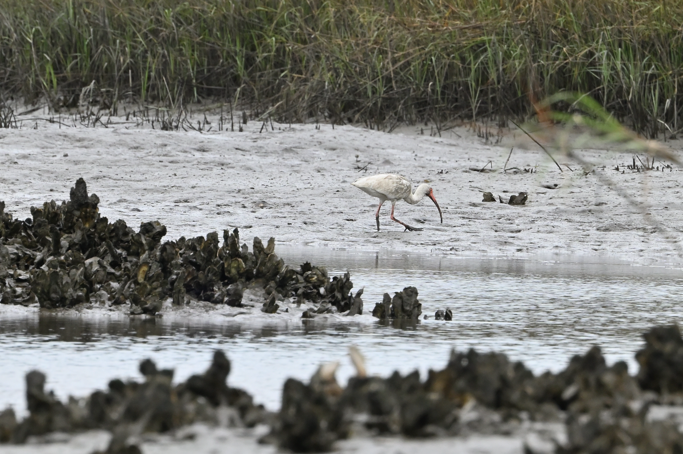 White Ibis