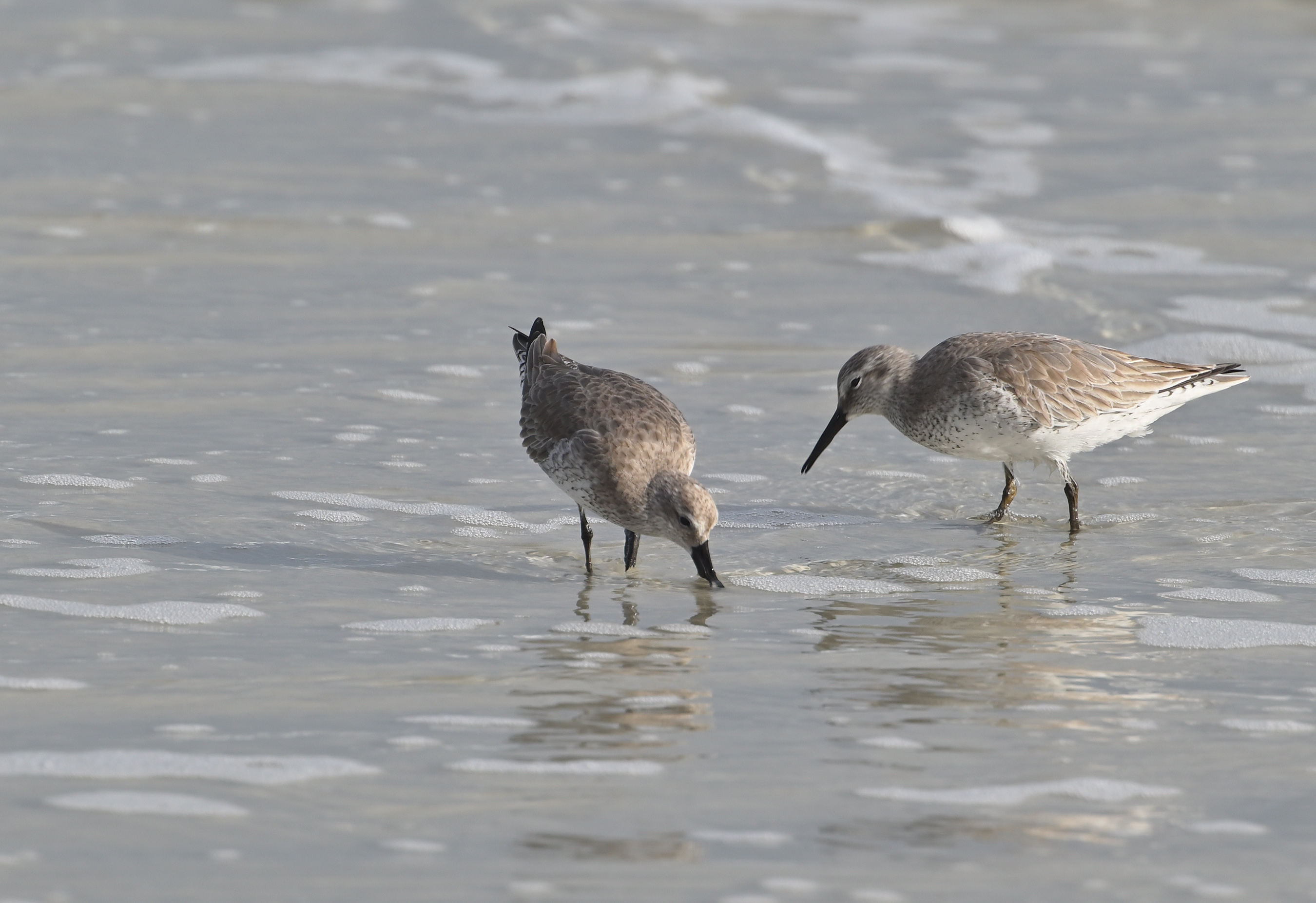 Red Knots