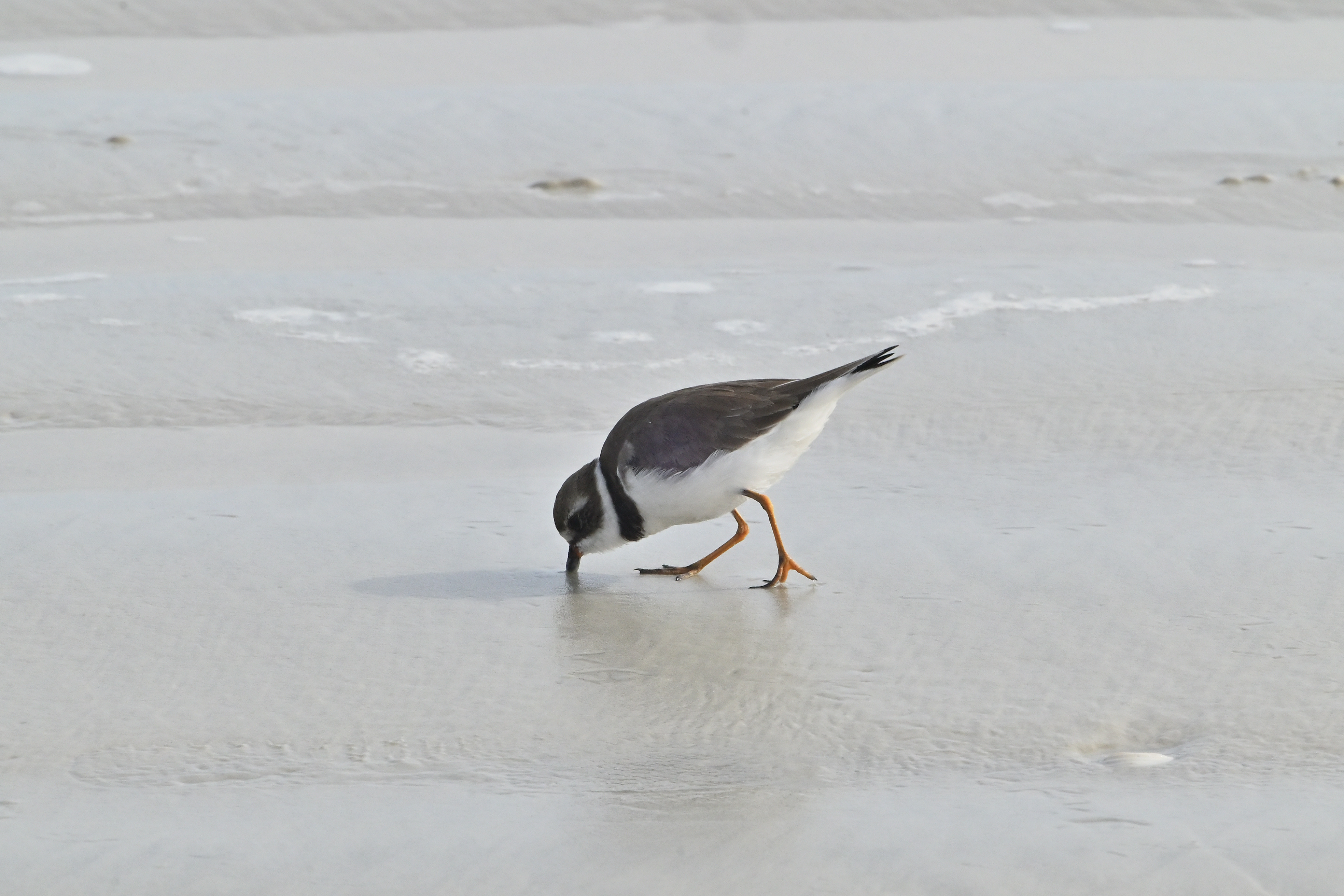 Semipalmated Plover