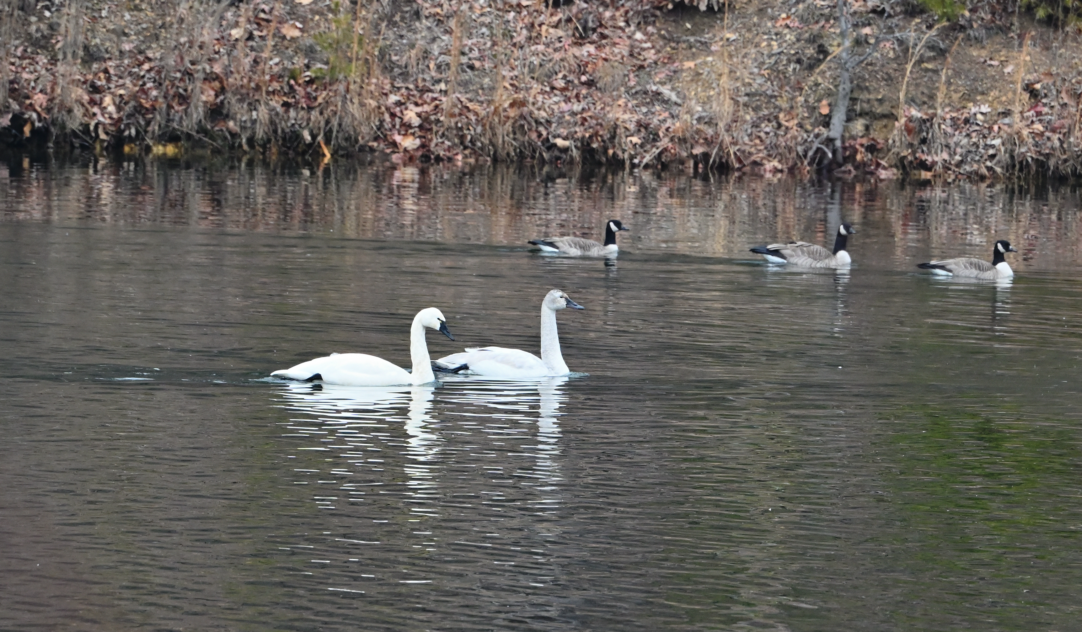 Tundra Swans