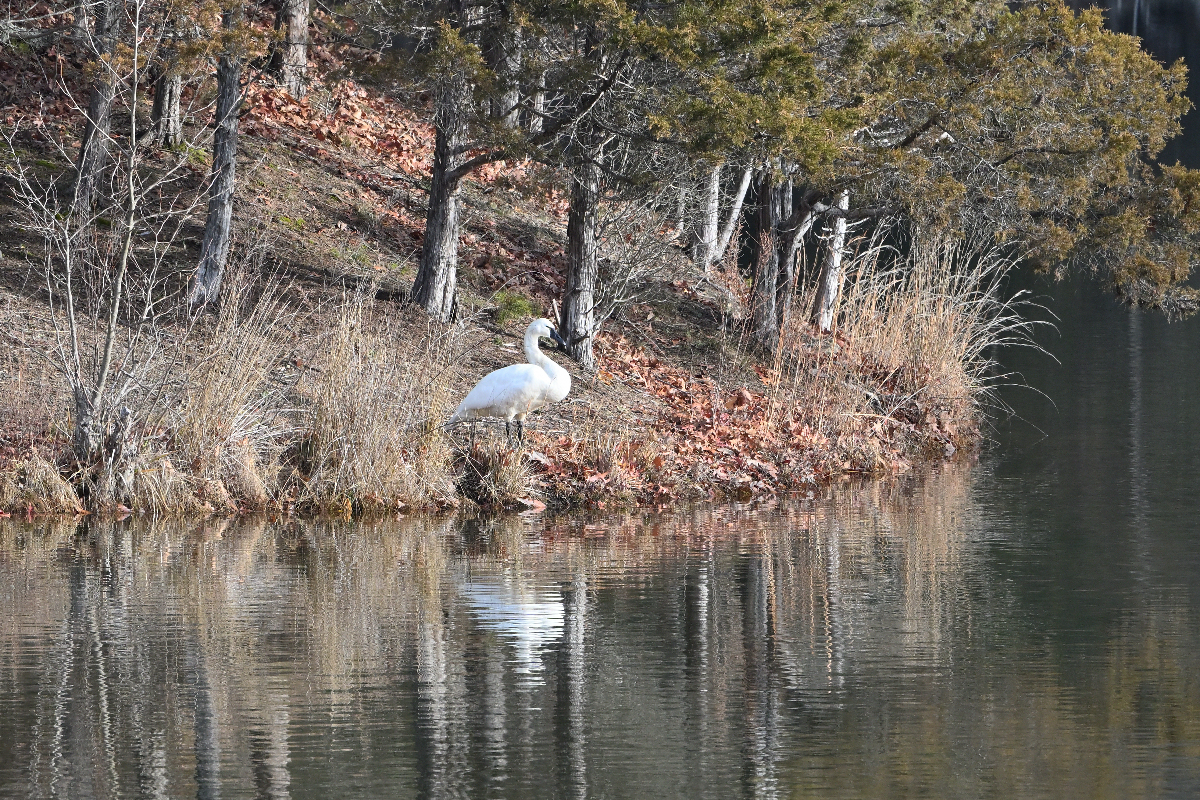 Tundra Swan