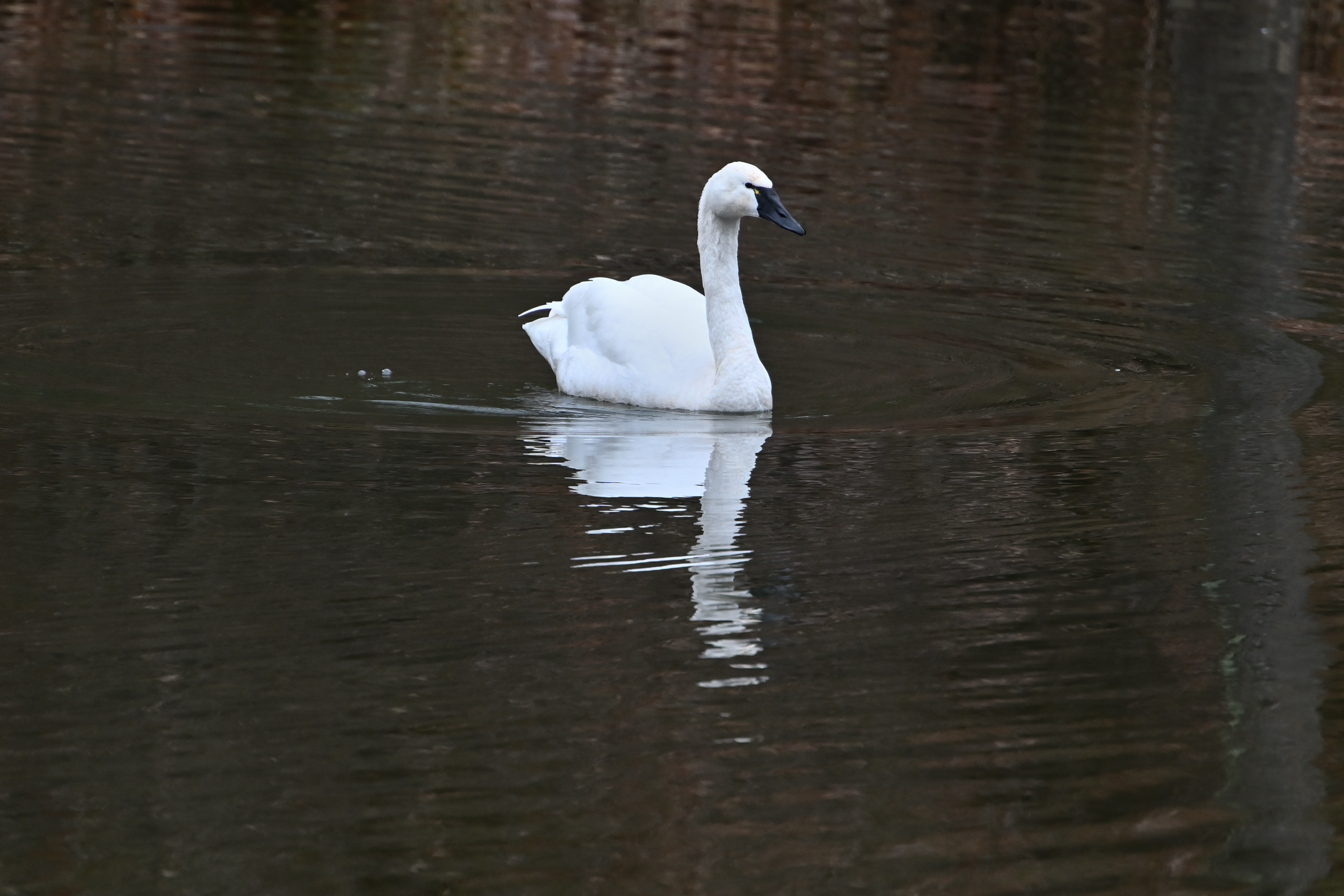 Tundra Swan