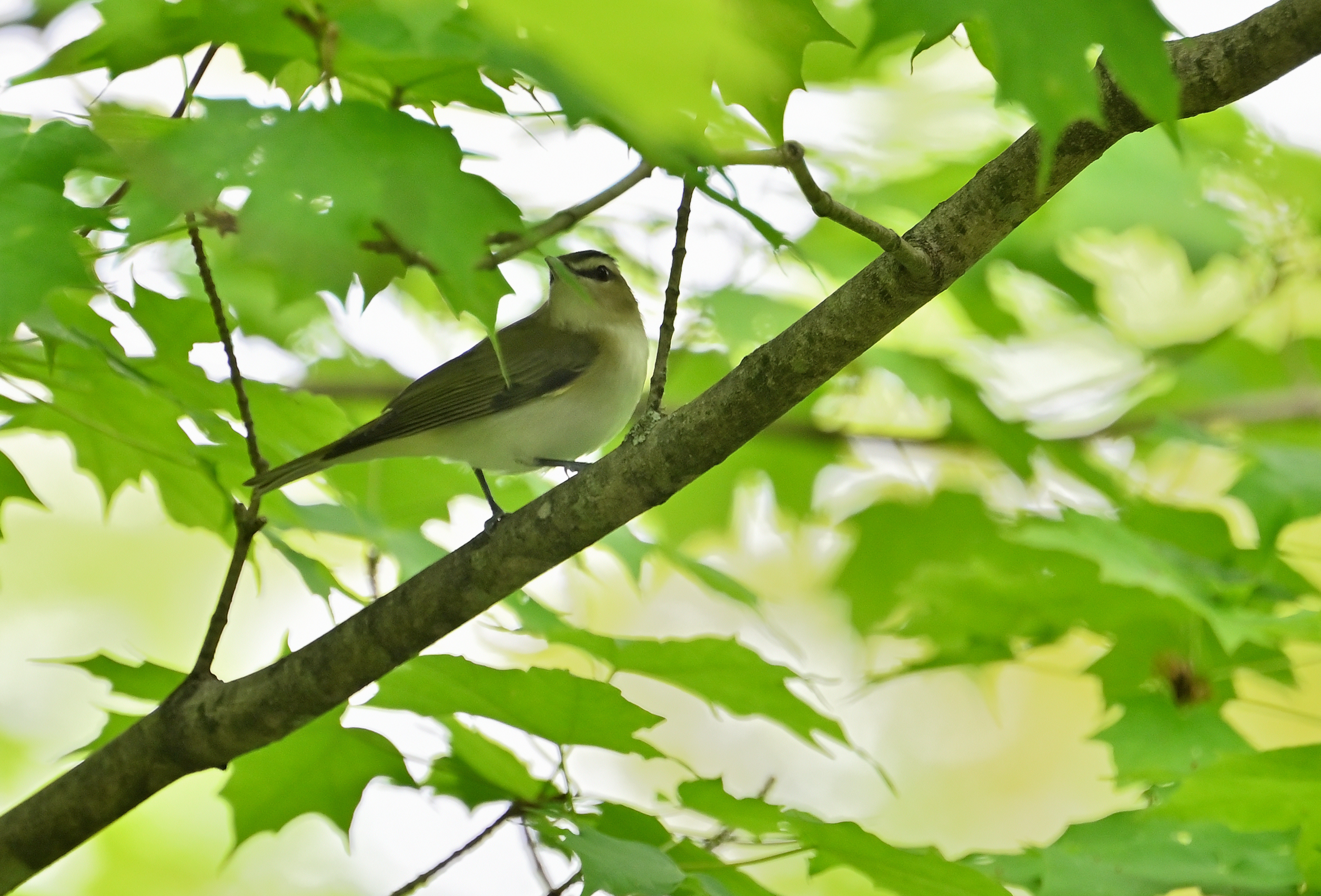 Red-eyed Vireo