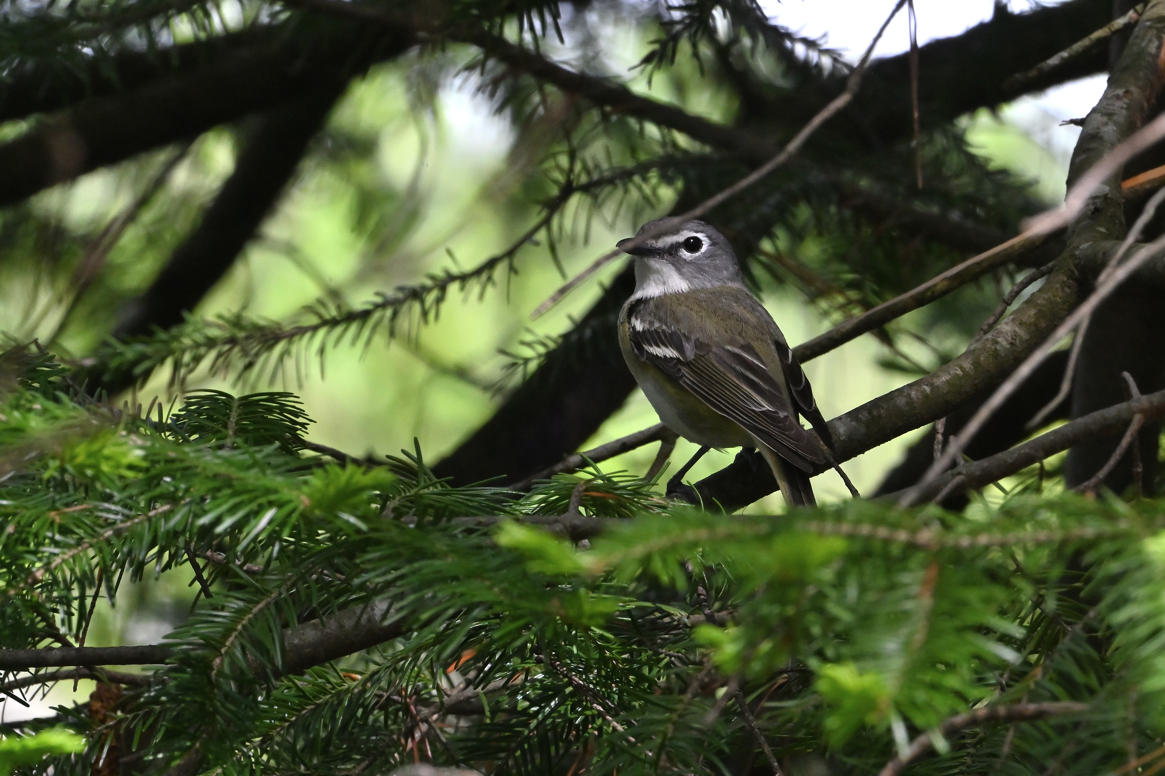 Blue-headed Vireo