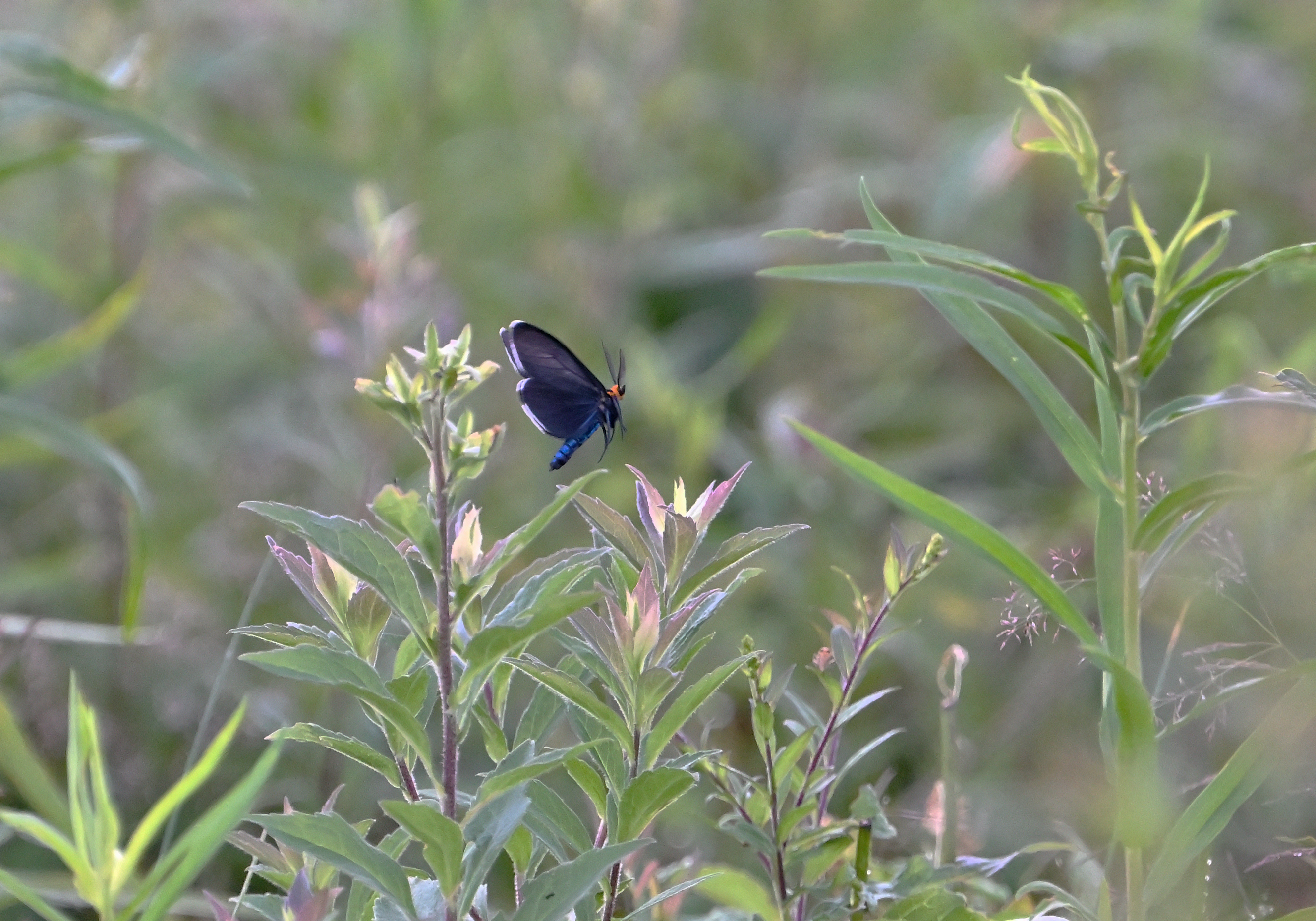 Virginia Ctenucha Moth