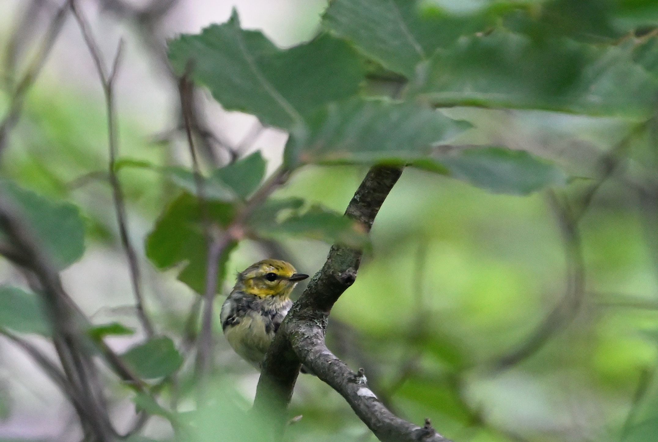 Black-throated Green Warbler (female)