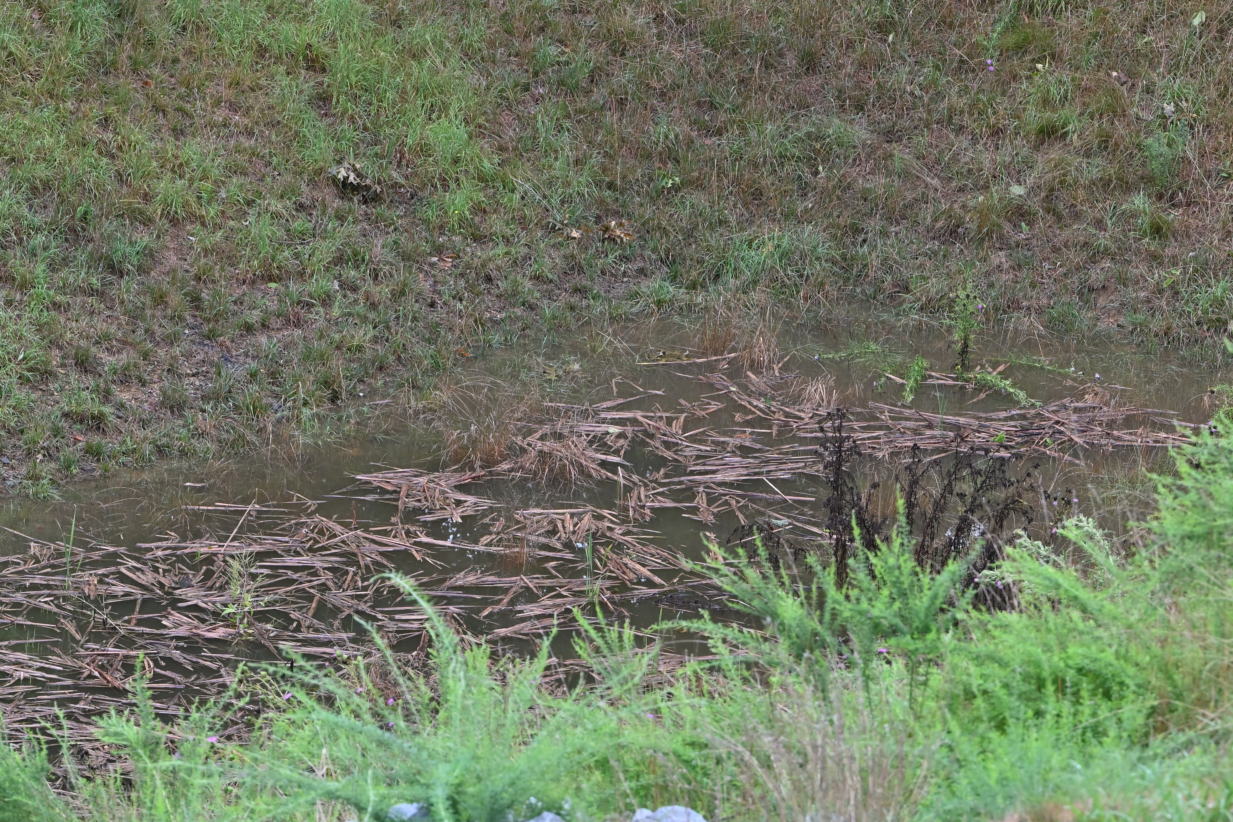 Dead Cattails