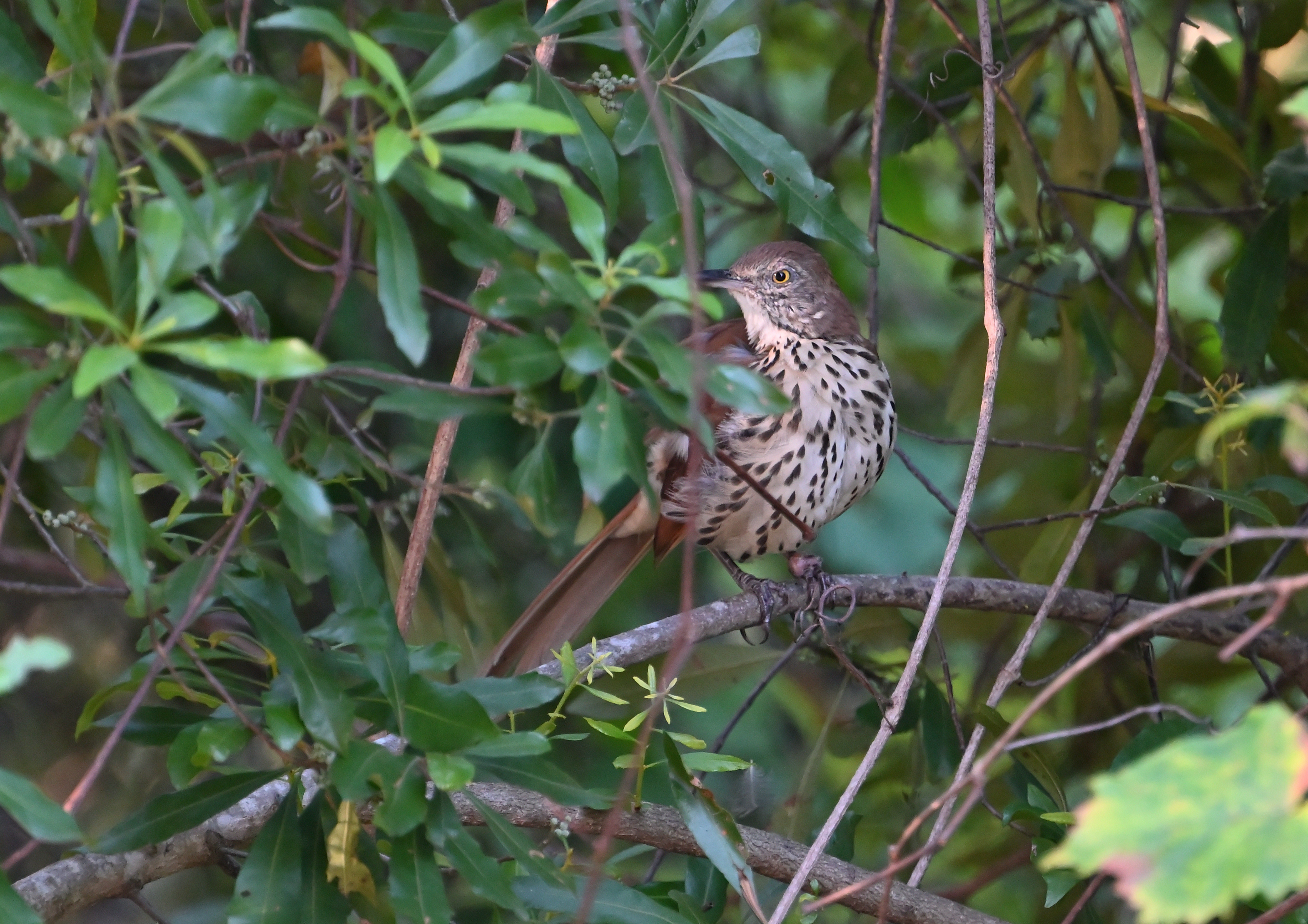 Brown Thrasher