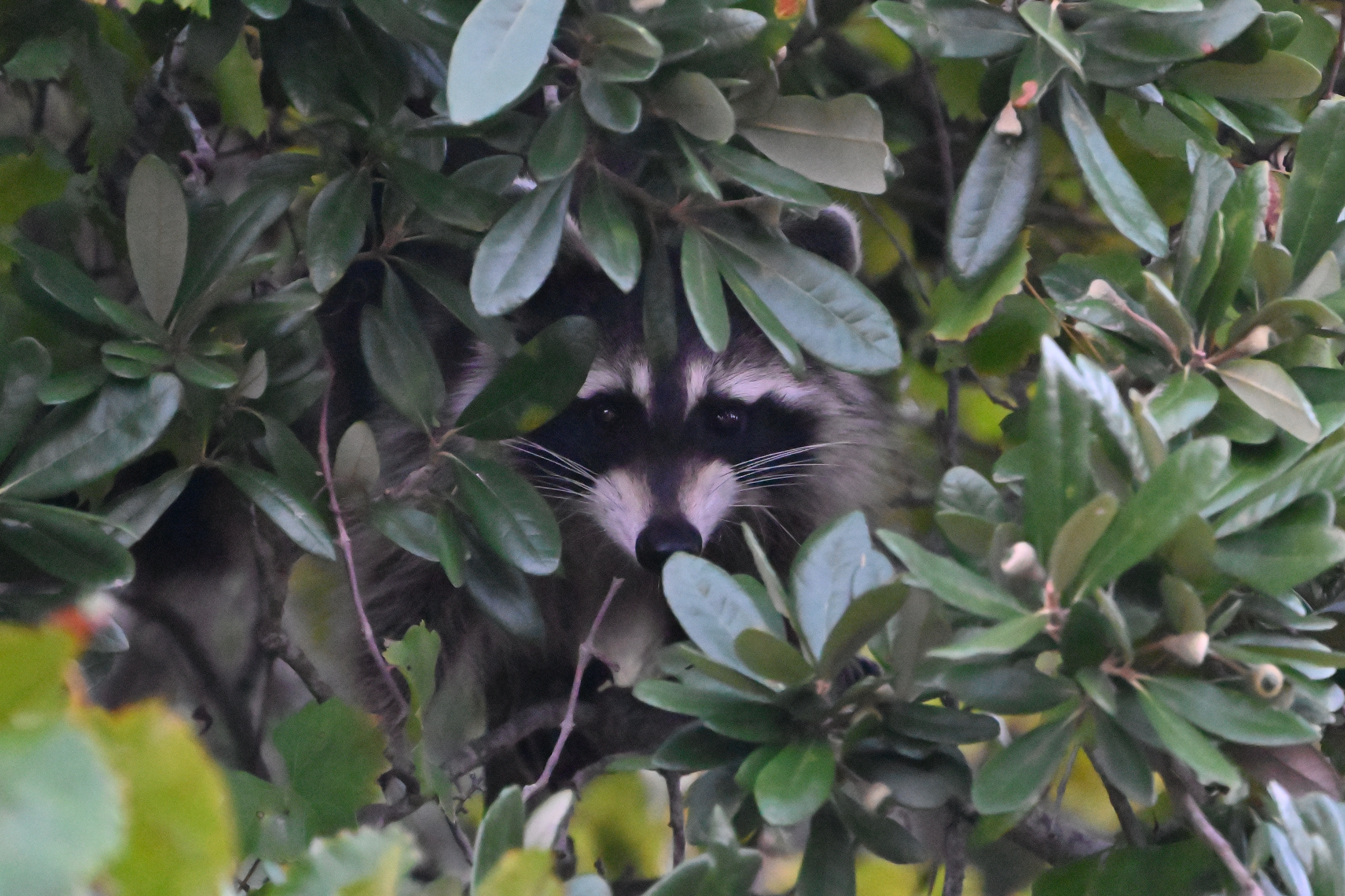 Rocky Raccoon