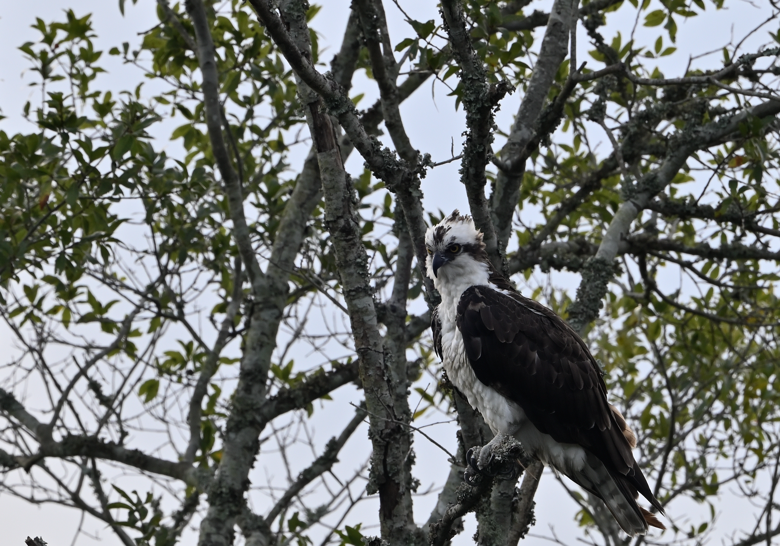 Osprey