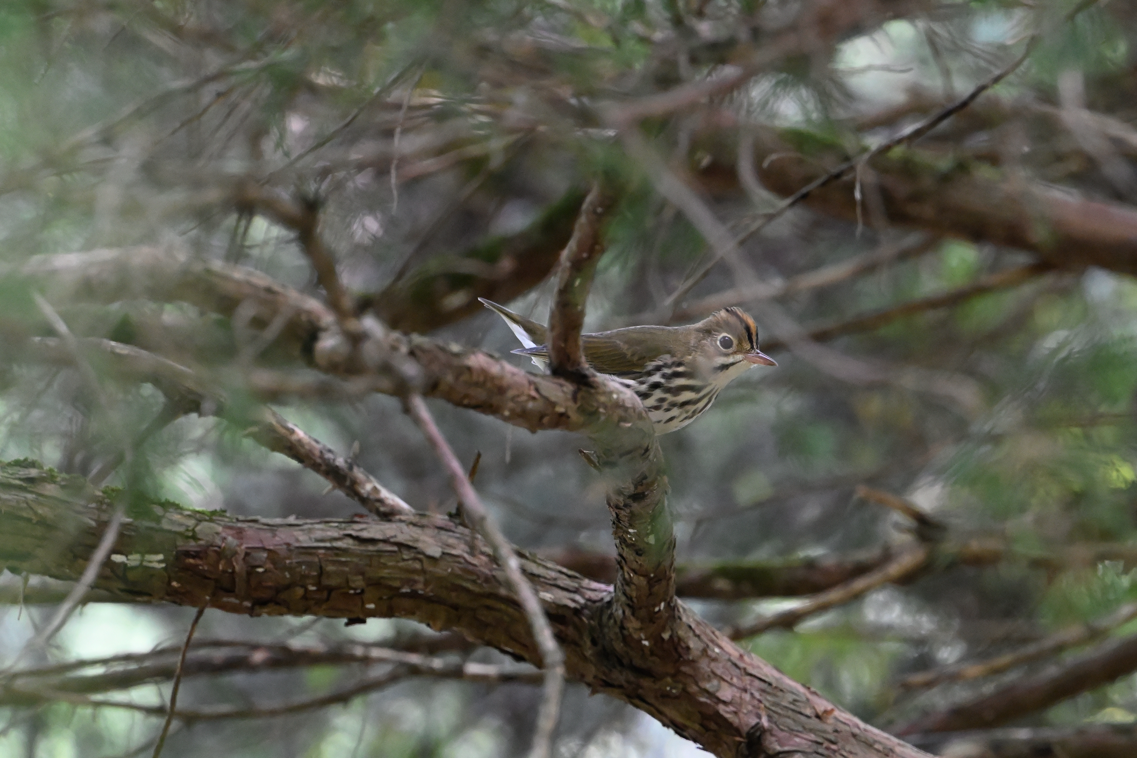 Ovenbird
