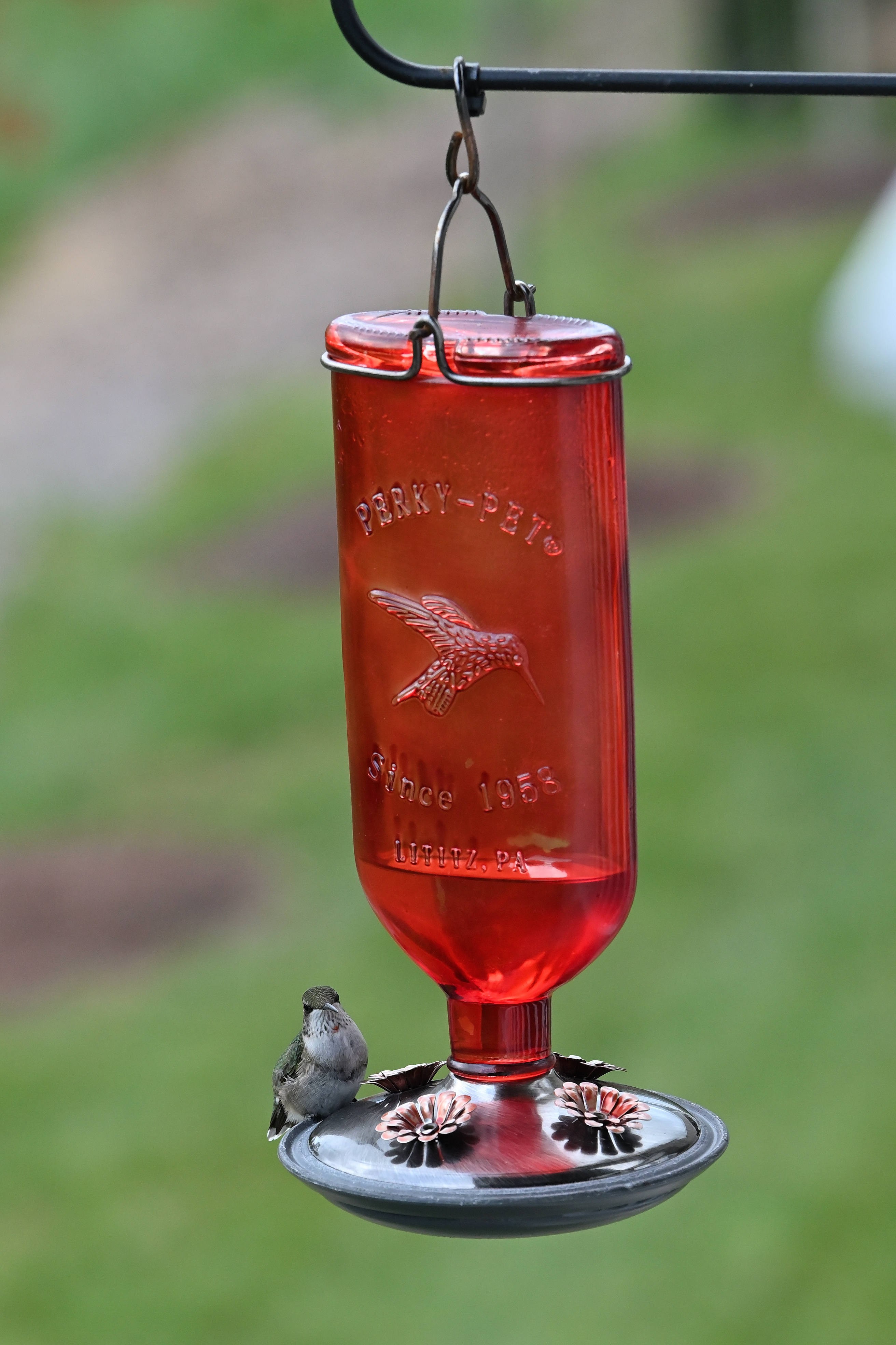 Ruby-throated Hummingbird