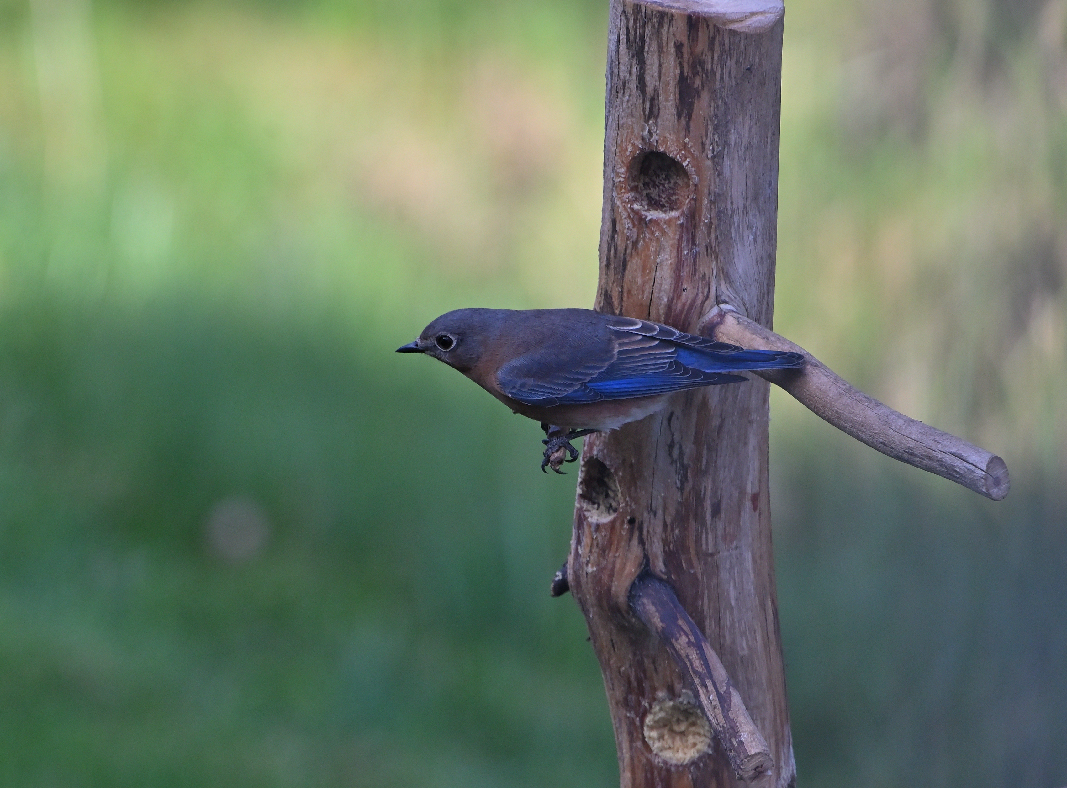 Eastern Bluebird