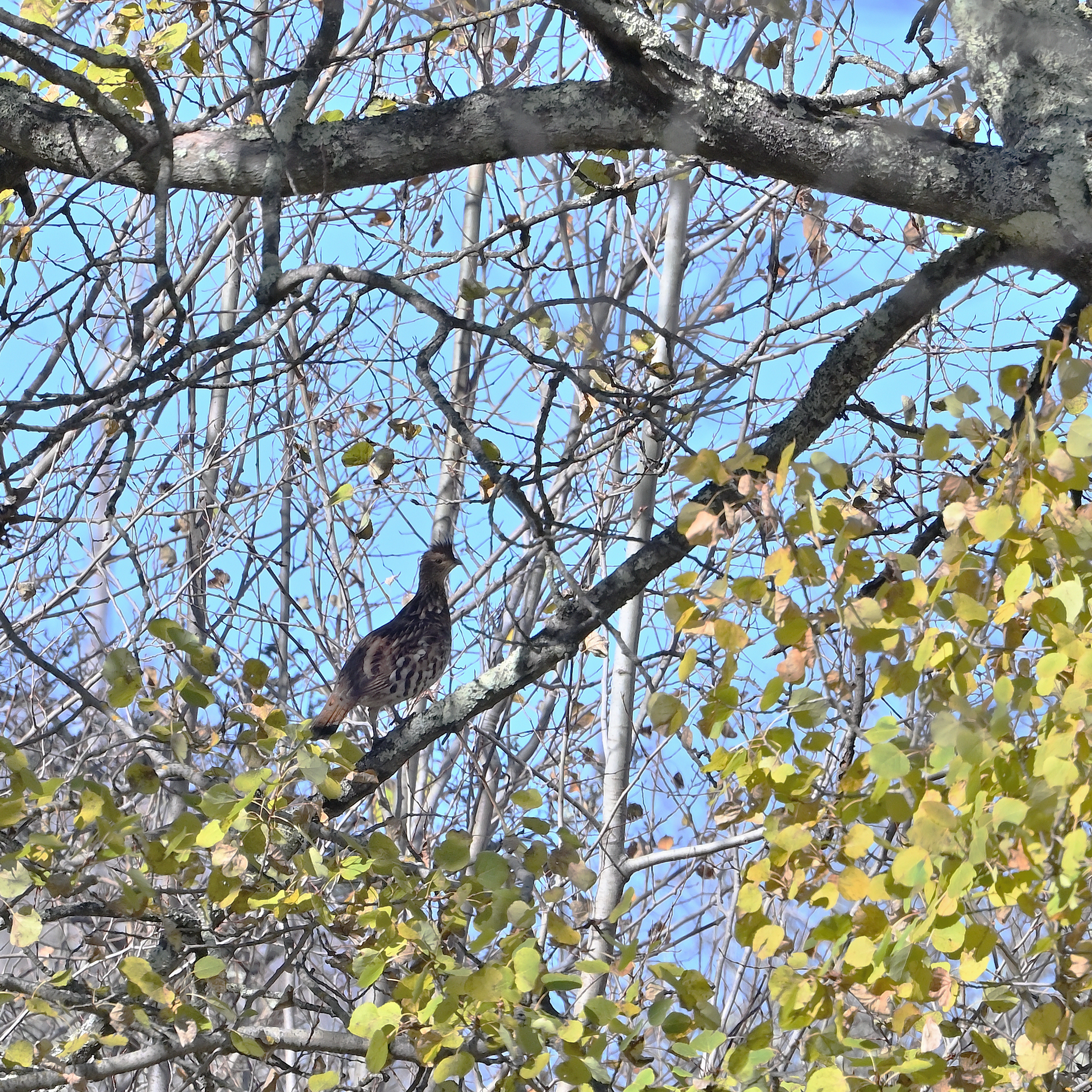 Ruffed Grouse