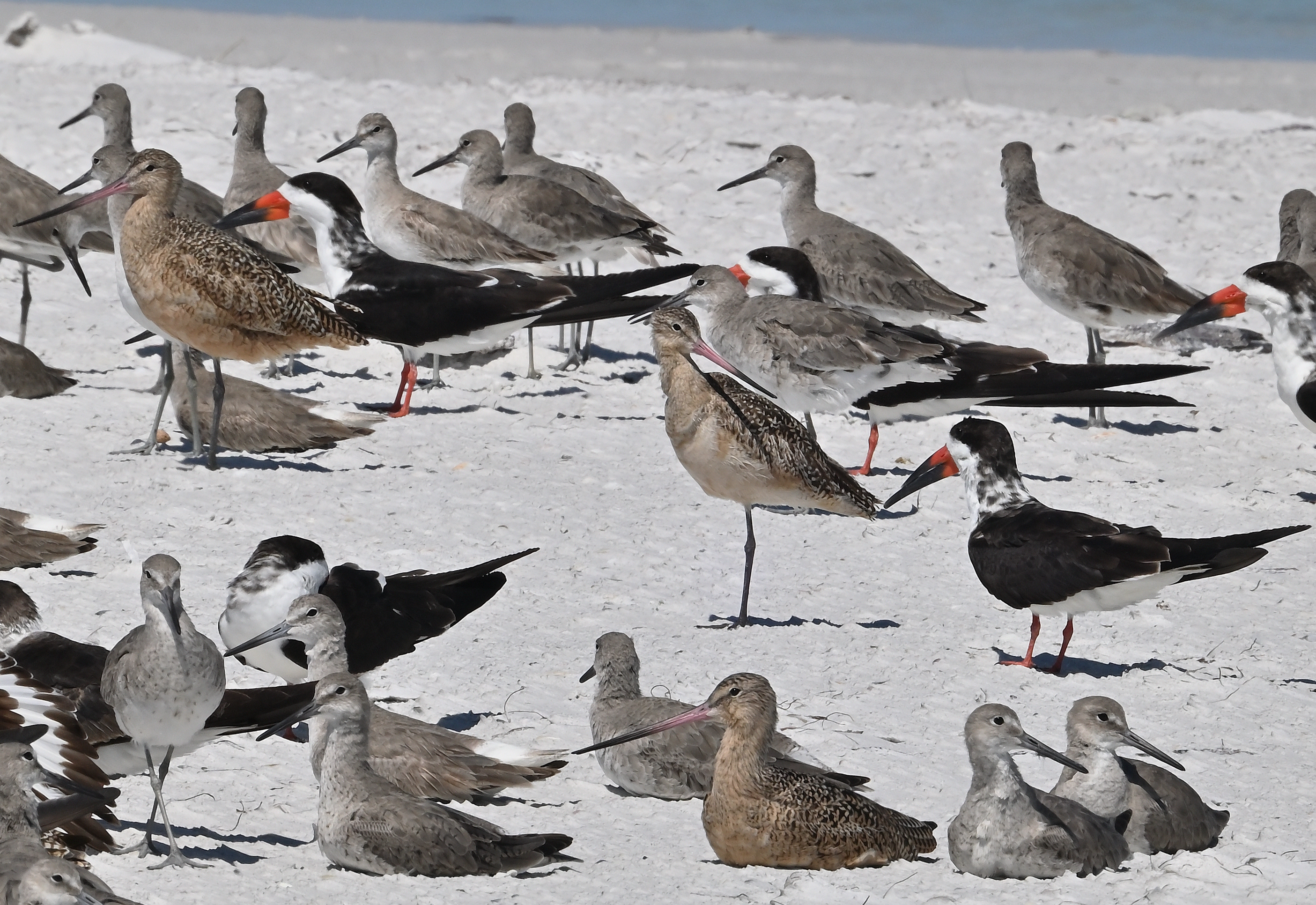 Marbled Godwit