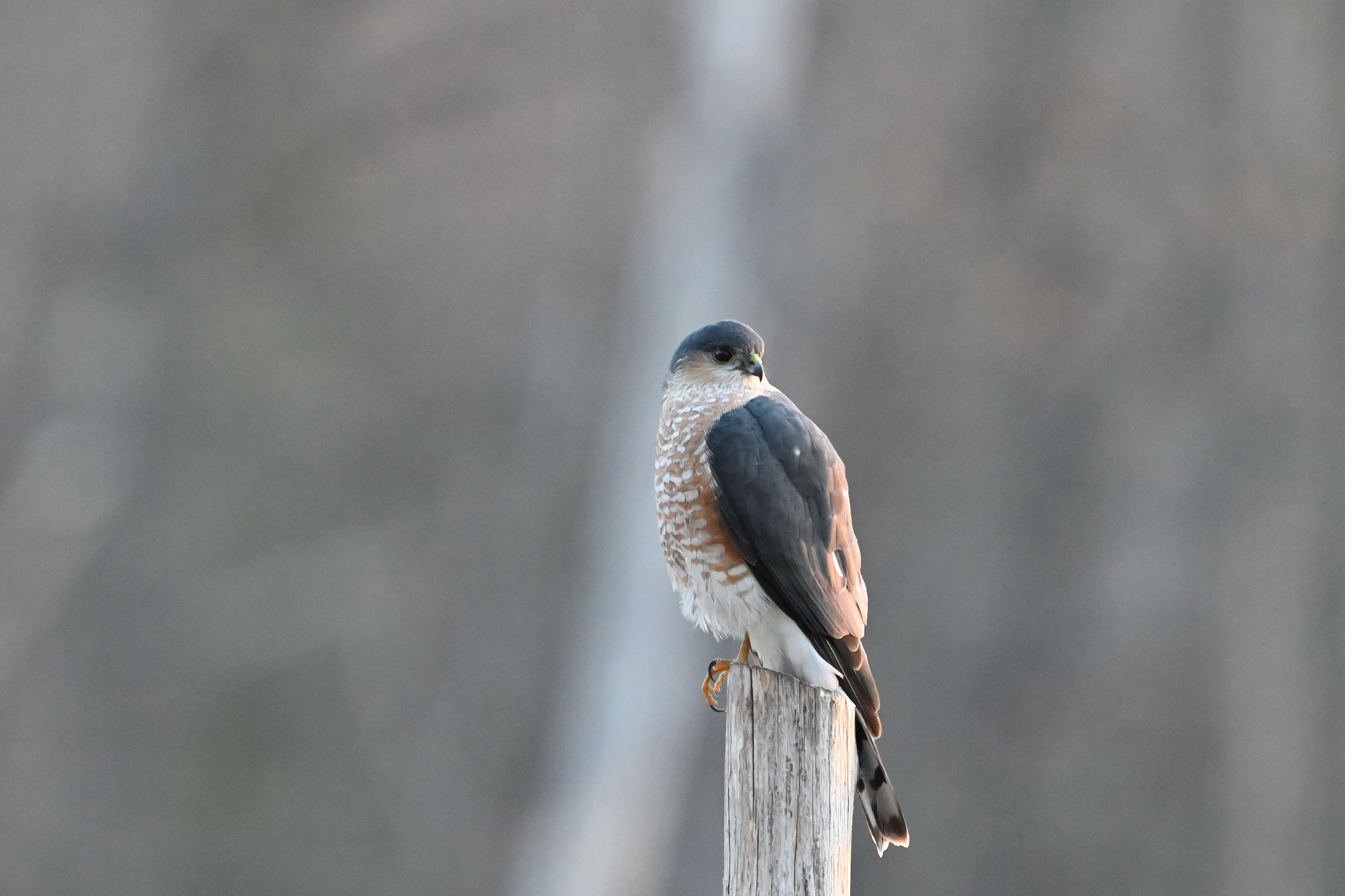 Sharp-shinned Hawk